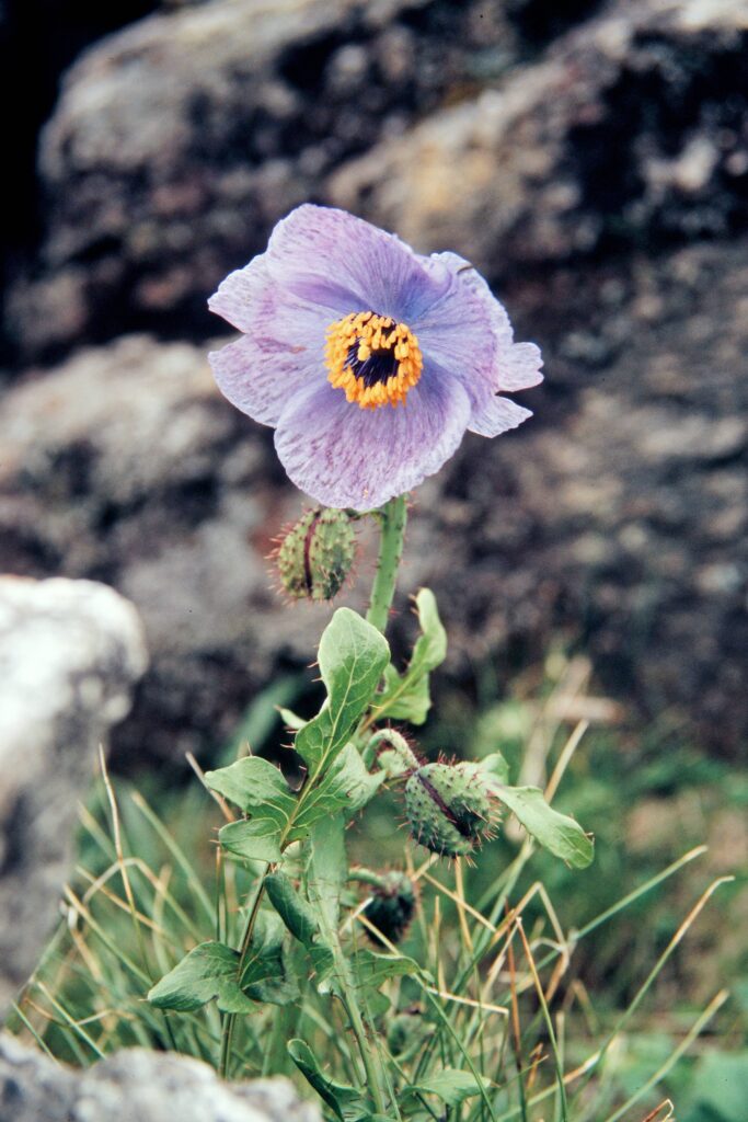 Garh 07 548 ergebnis