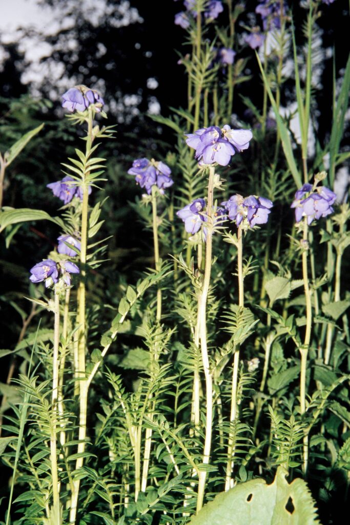 Garh 07 574 ergebnis