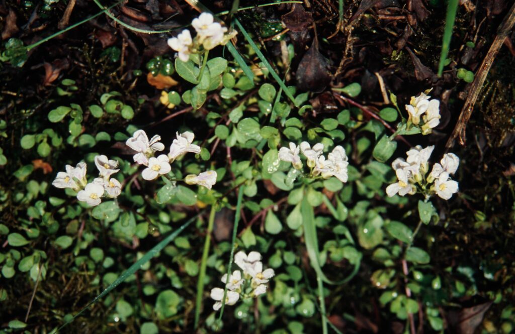 Sikkim 2006 129 ergebnis