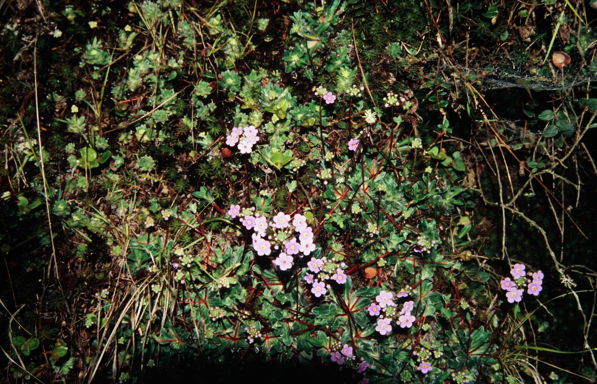 Androsace sarmentosa — Primulaceae