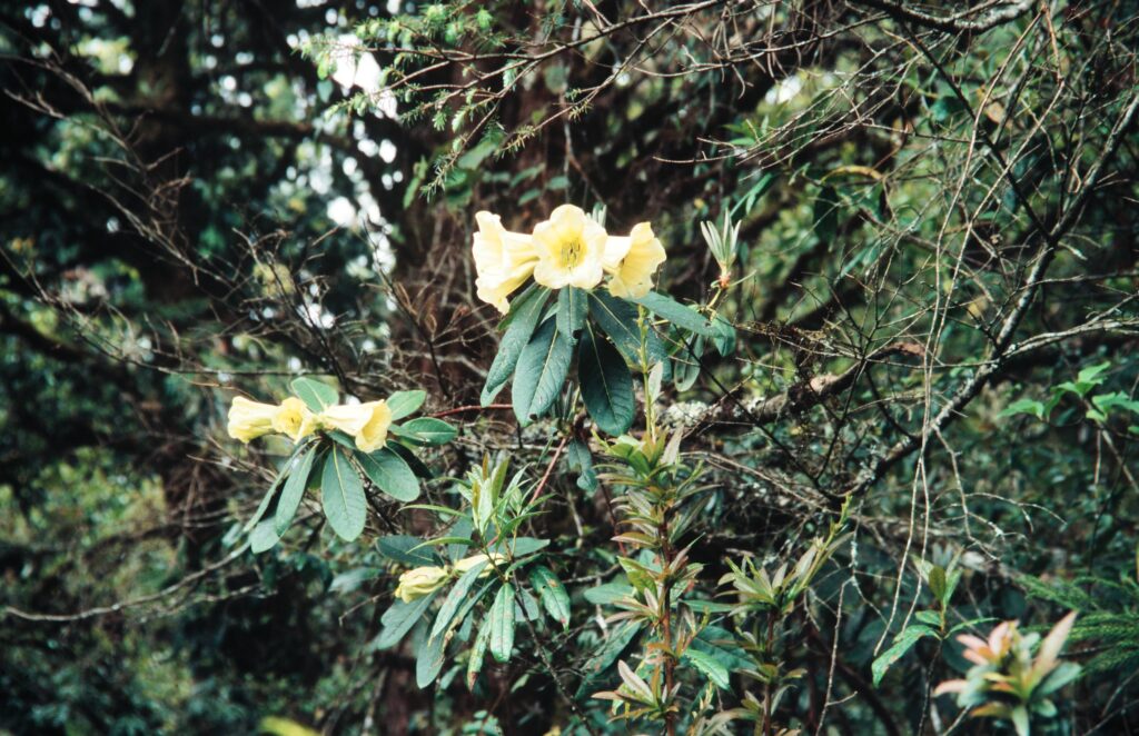 Sikkim 2006 172 ergebnis