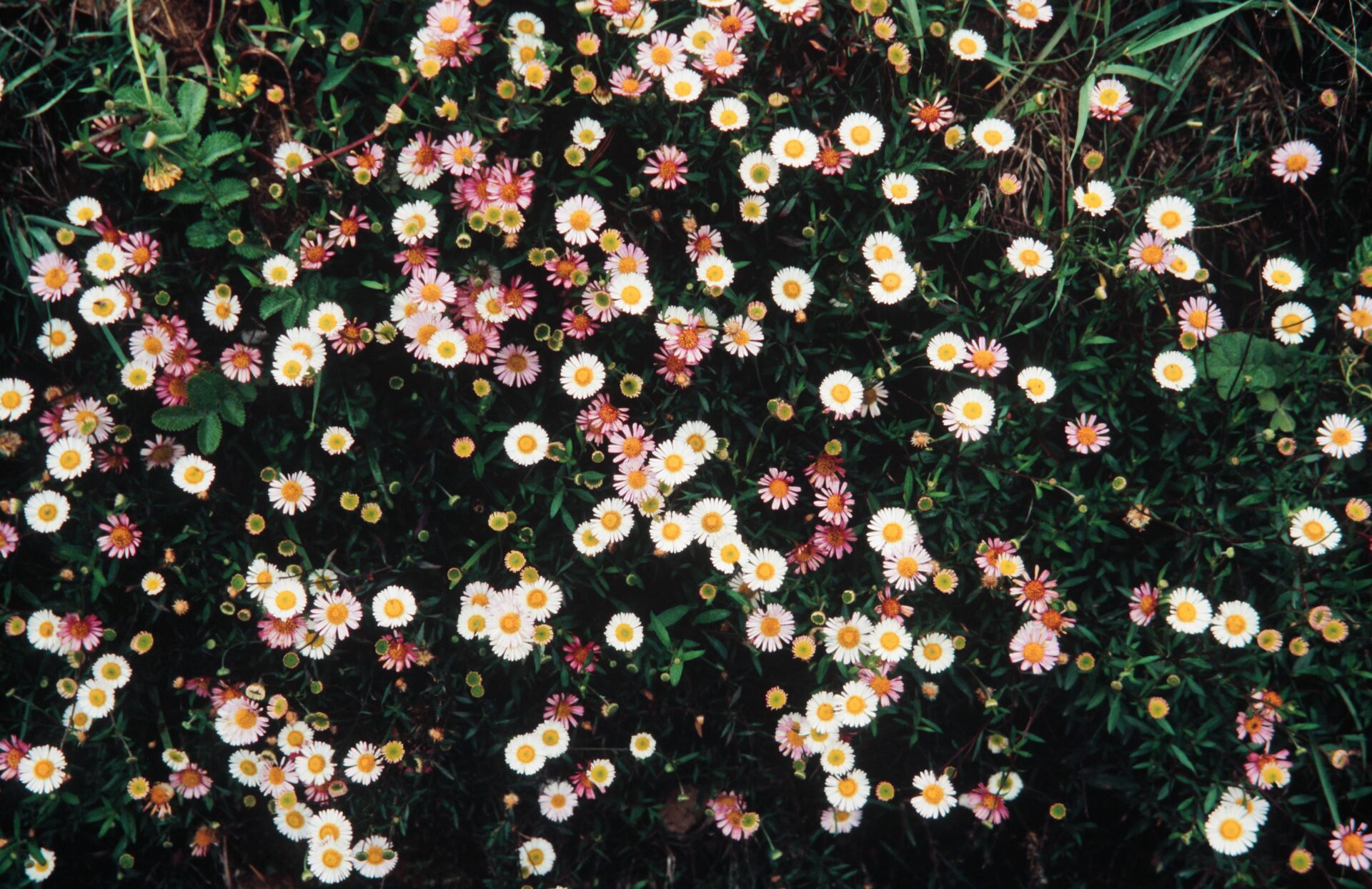 Psychrogeton alexeenkoi — Asteraceae