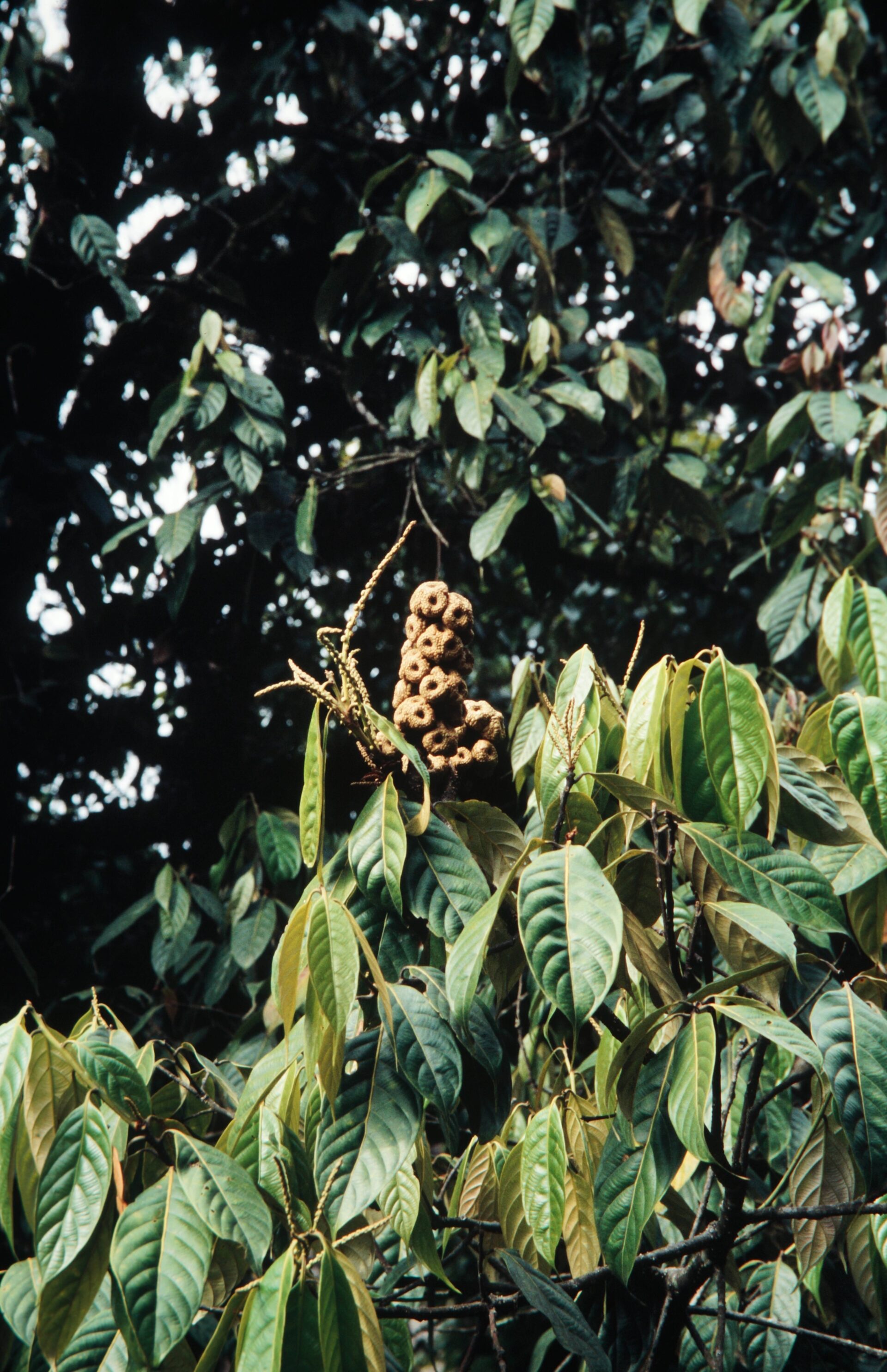 Lithocarpus pachyphyllus — Fagaceae