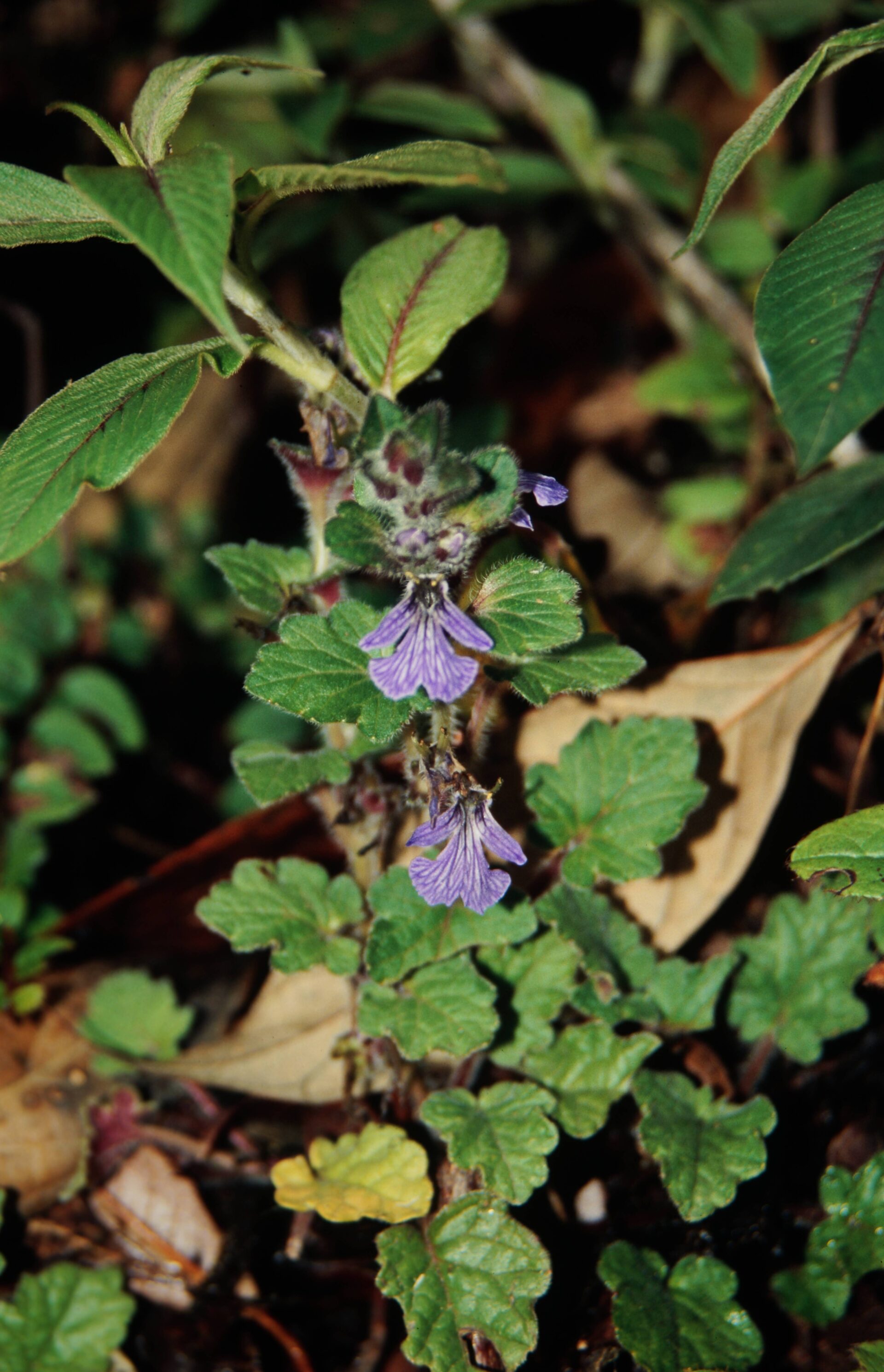 Ajuga lobata — Lamiaceae
