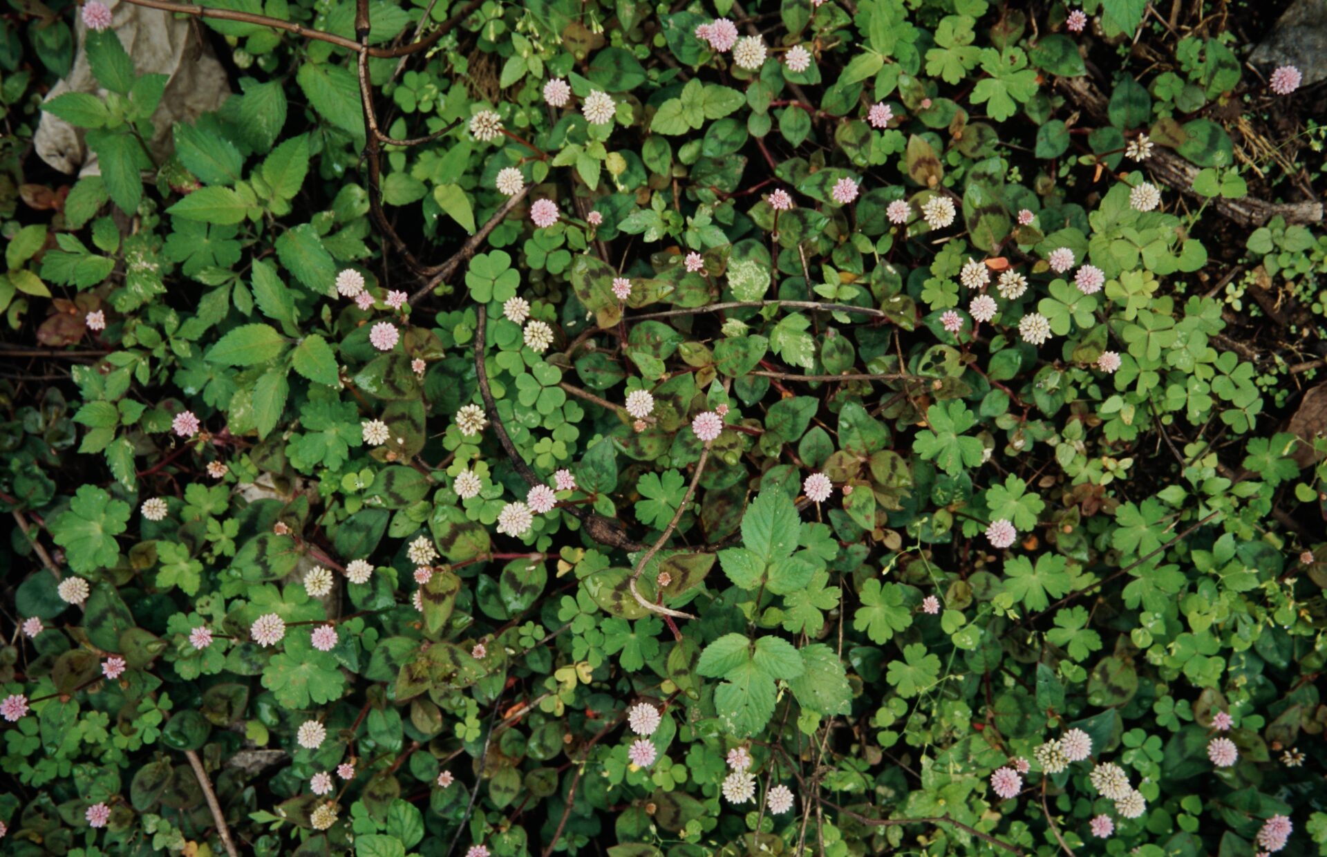 Polygonum microcephalum — Polygonaceae
