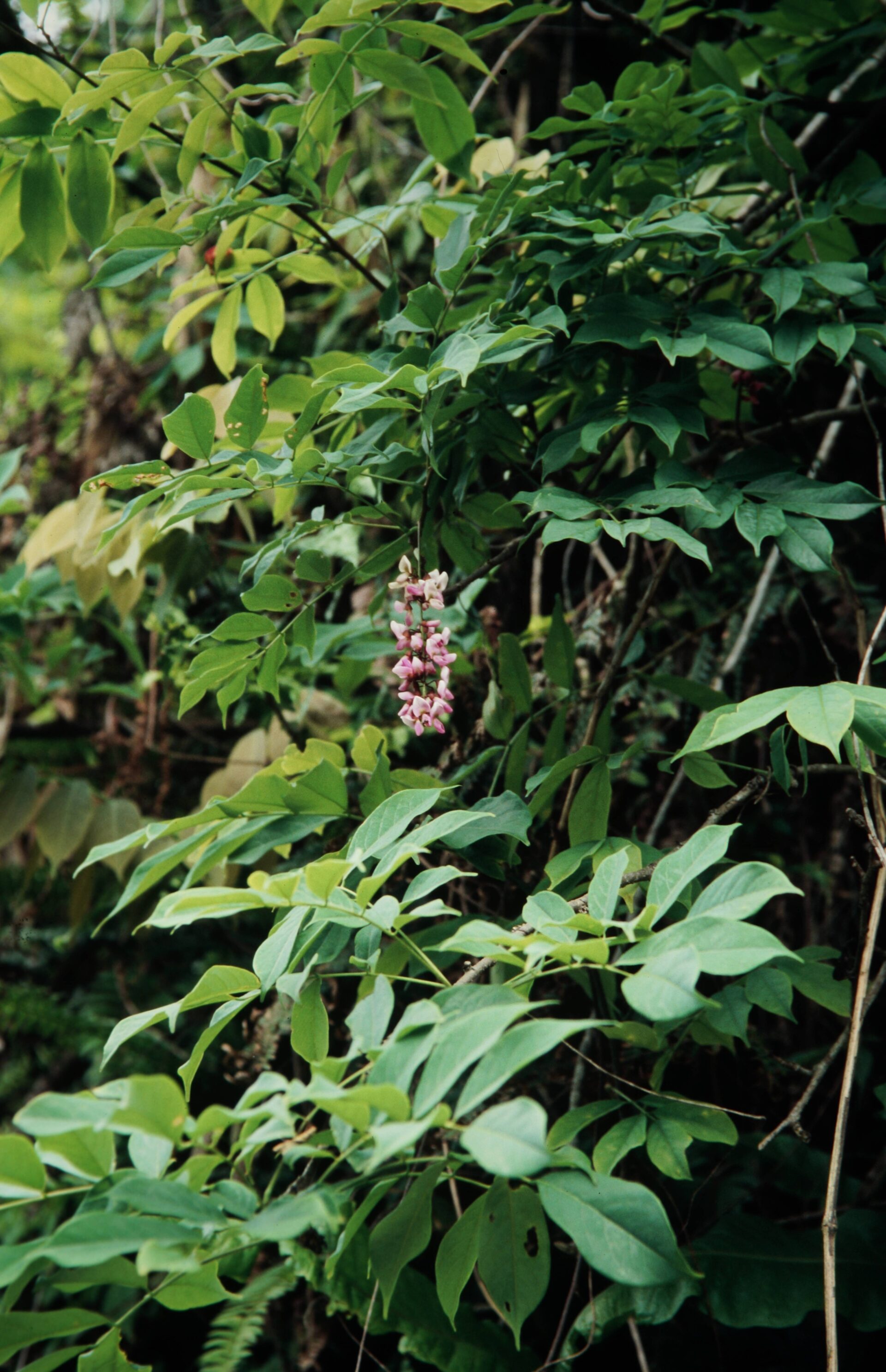 Millettia pachycarpa — Fabaceae