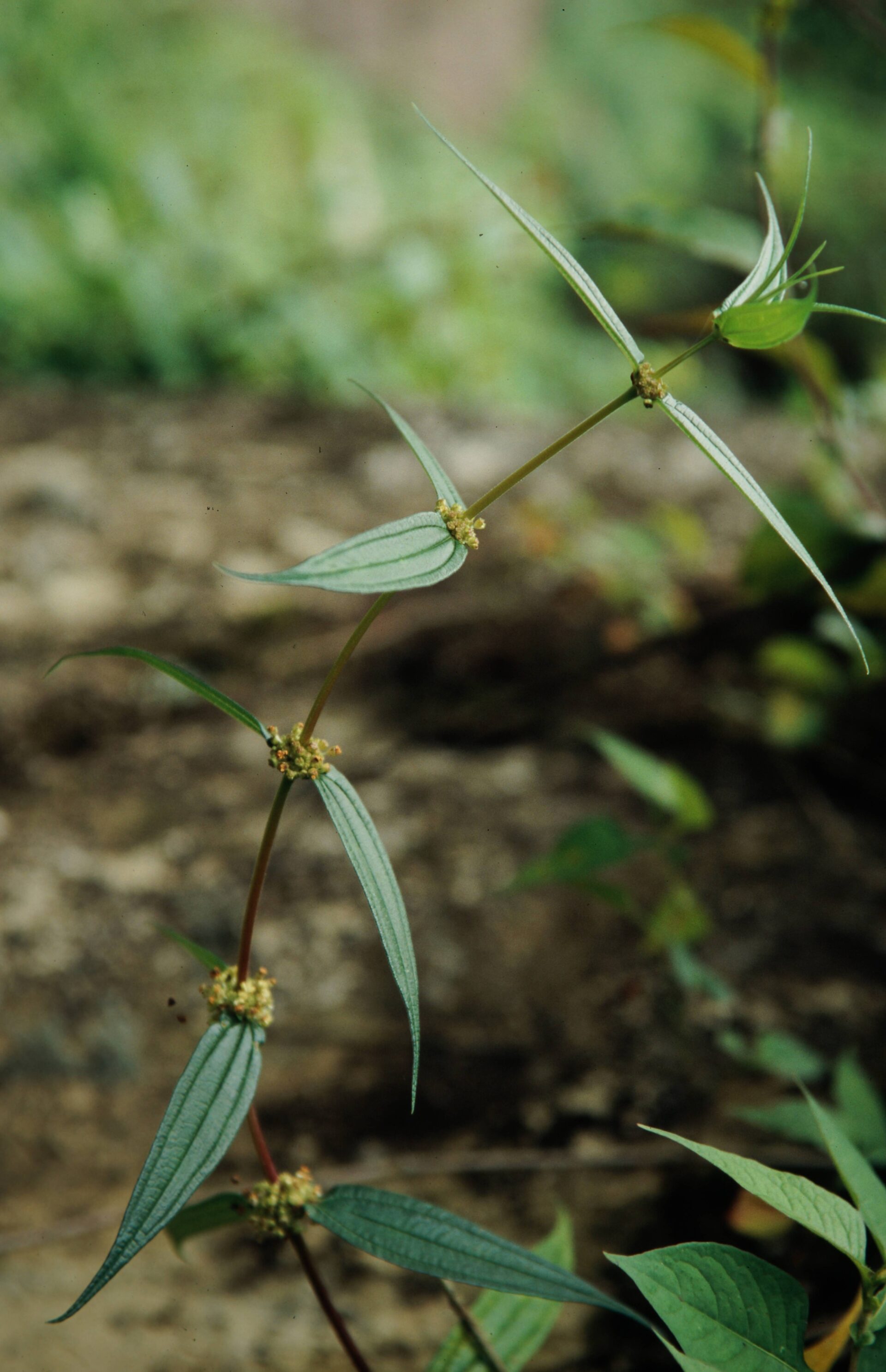 Scleromitrion verticillatum — Rubiaceae
