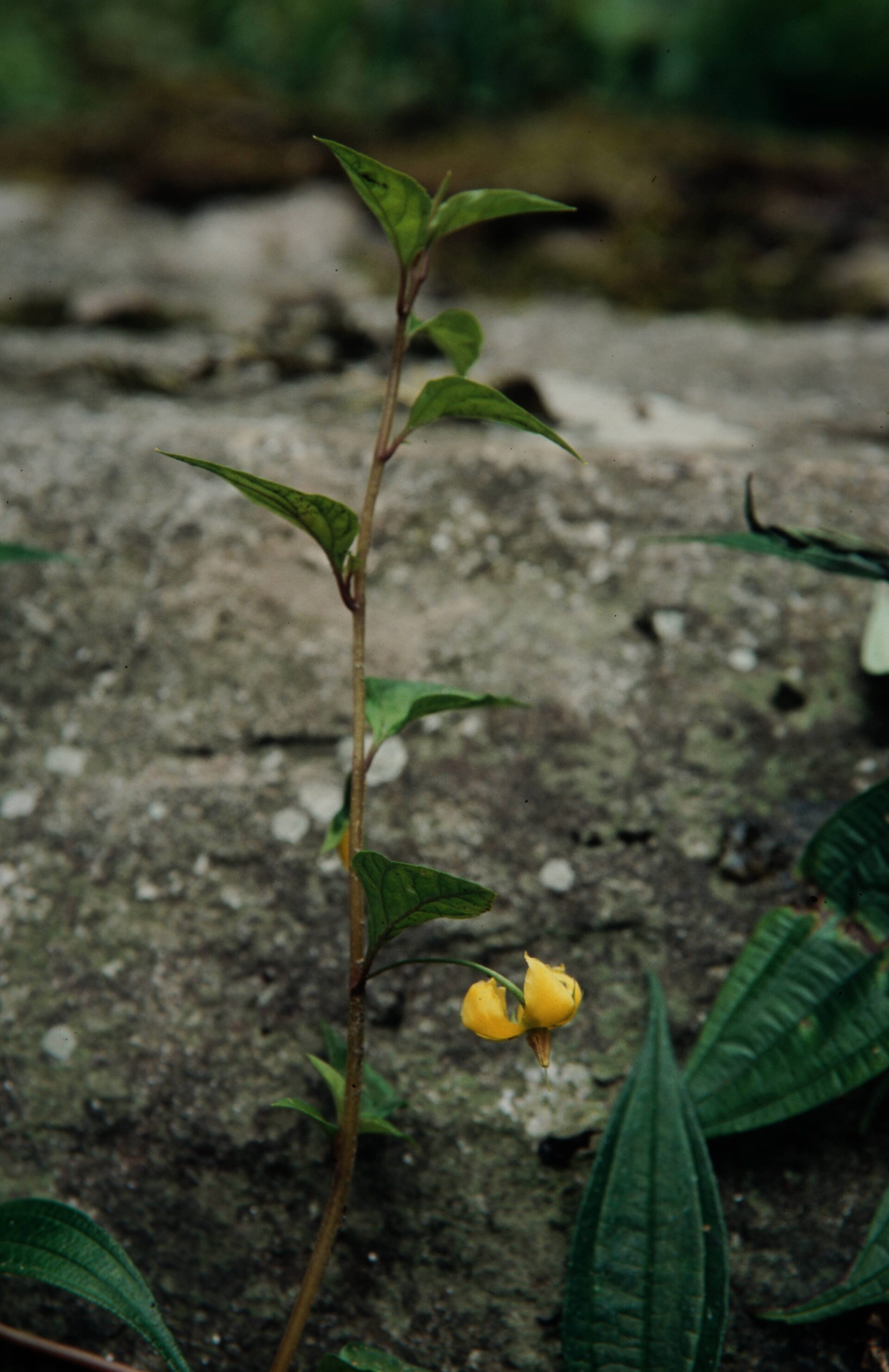 Lysimachia evalvis — Primulaceae