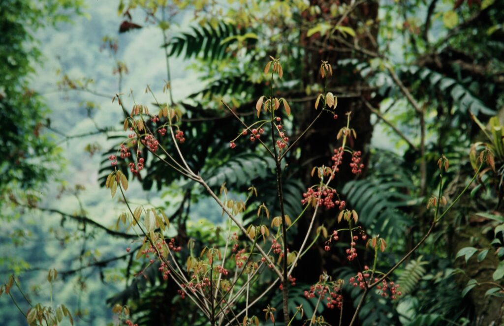 Sikkim 2006 284 ergebnis