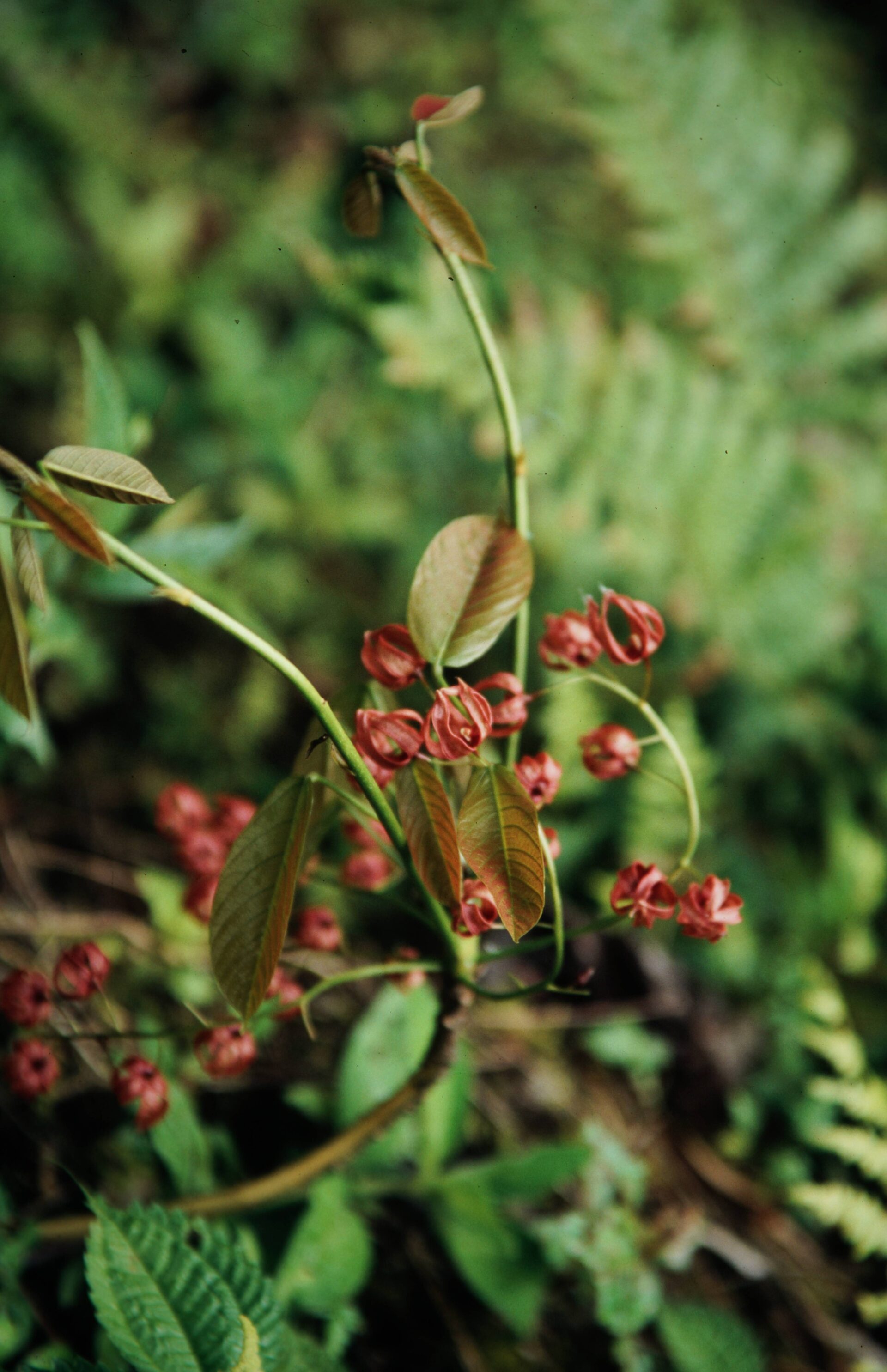 Pterygota alata — Malvaceae