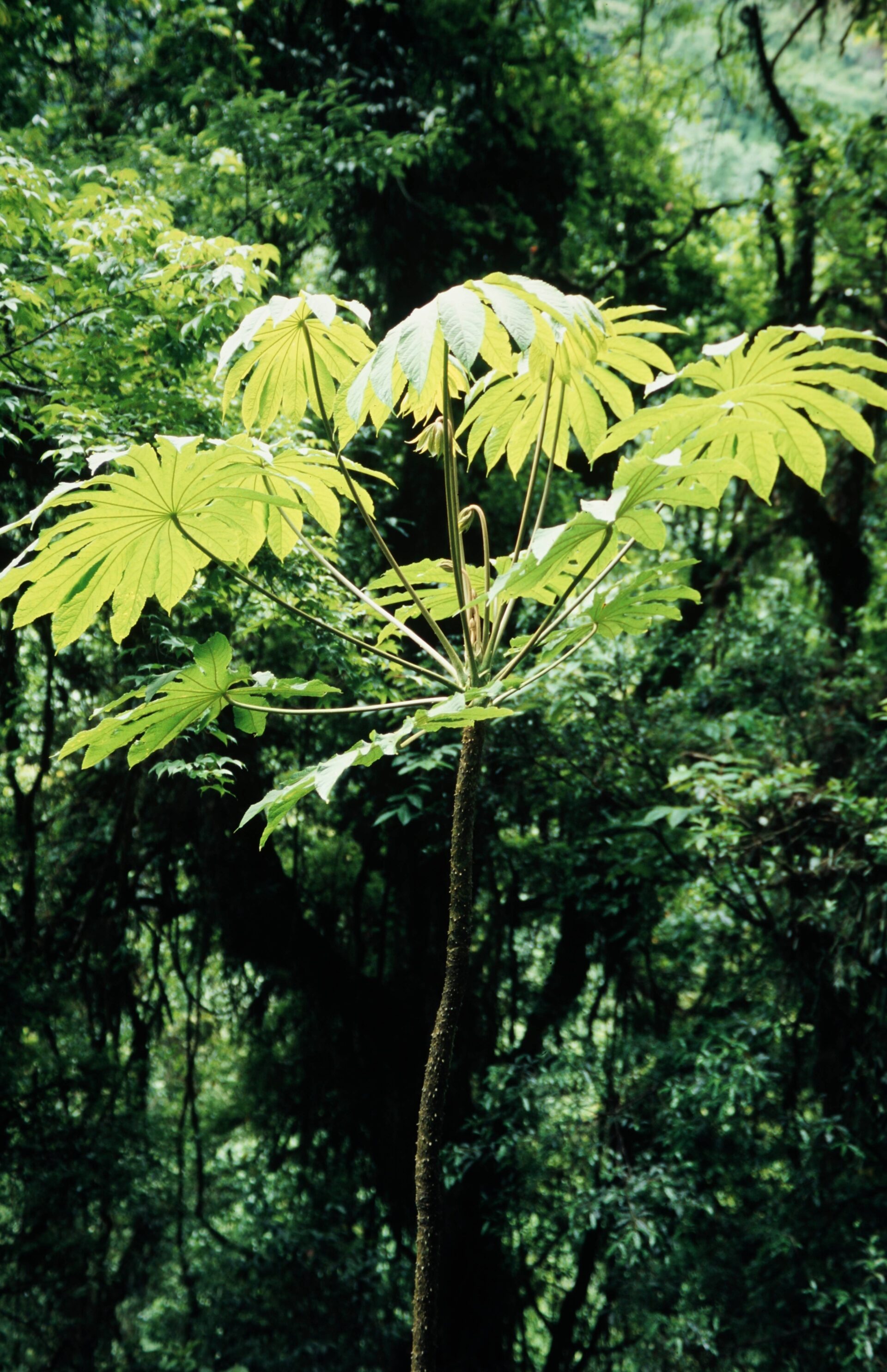 Brassaiopsis hispida — Araliaceae