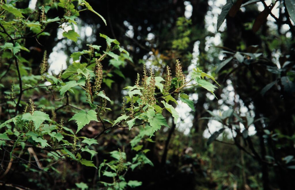 Sikkim 2006 30 ergebnis