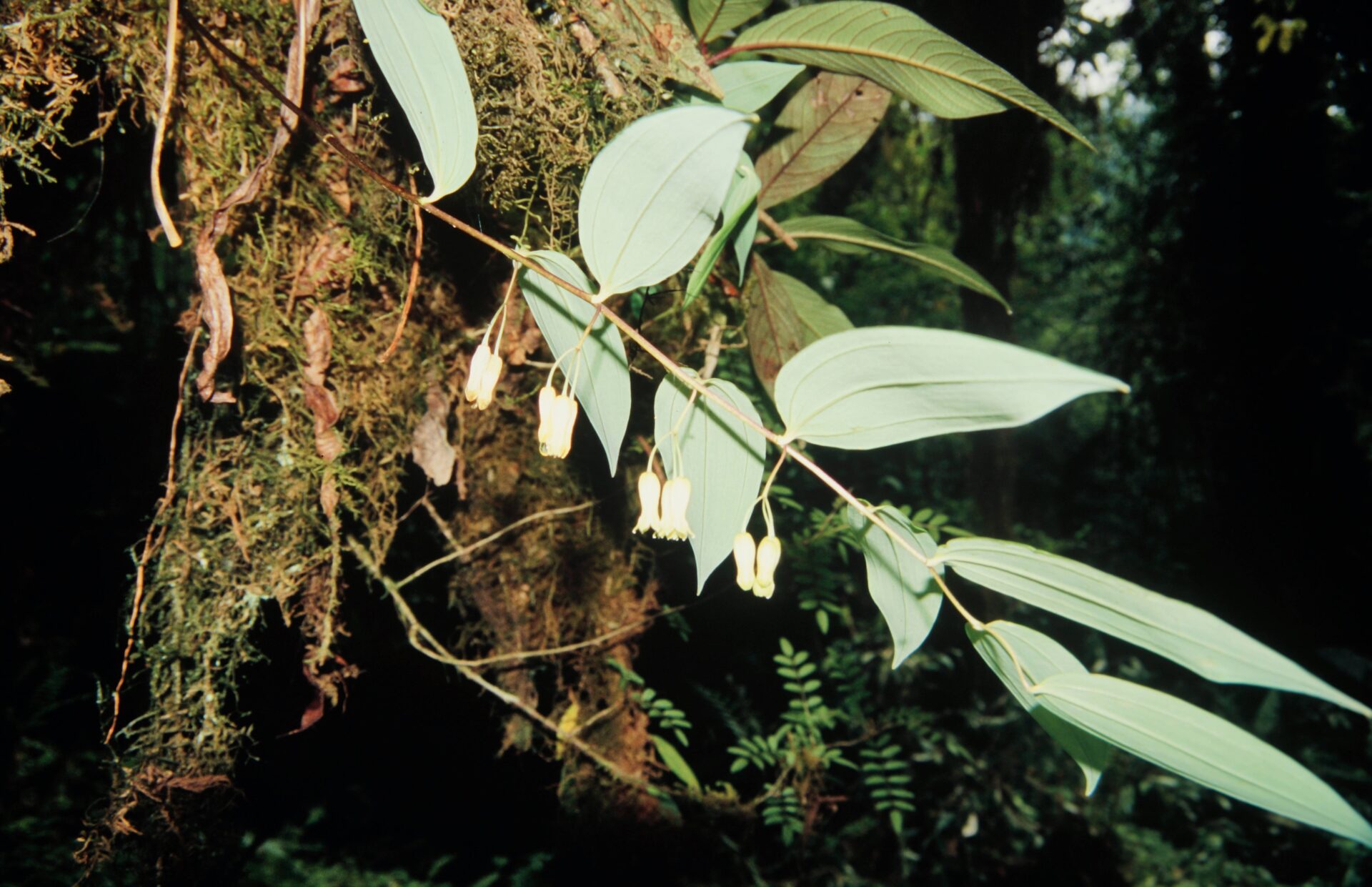 Polygonatum brevistylum — Asparagaceae