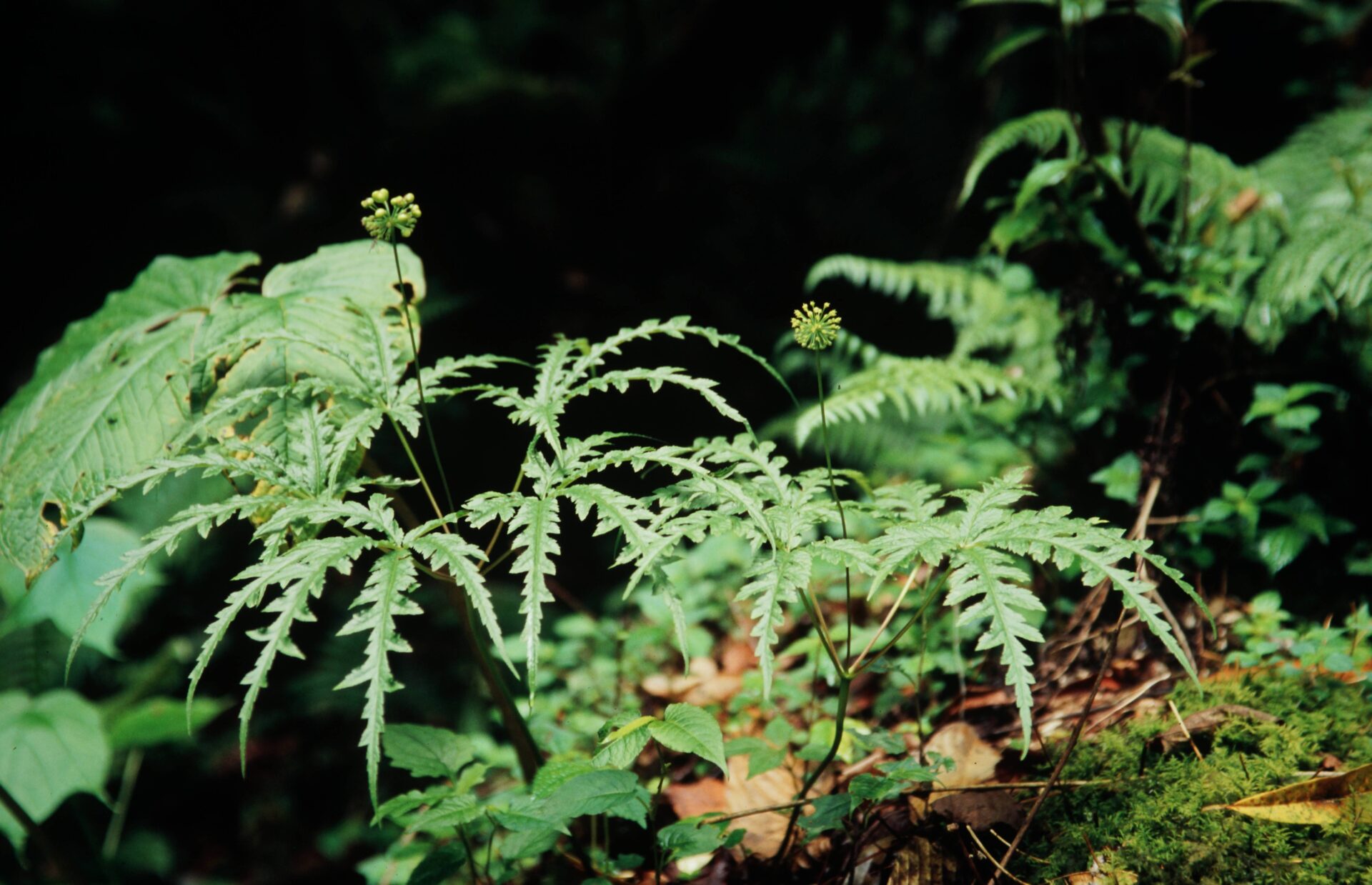 Panax bipinnatifidus — Araliaceae