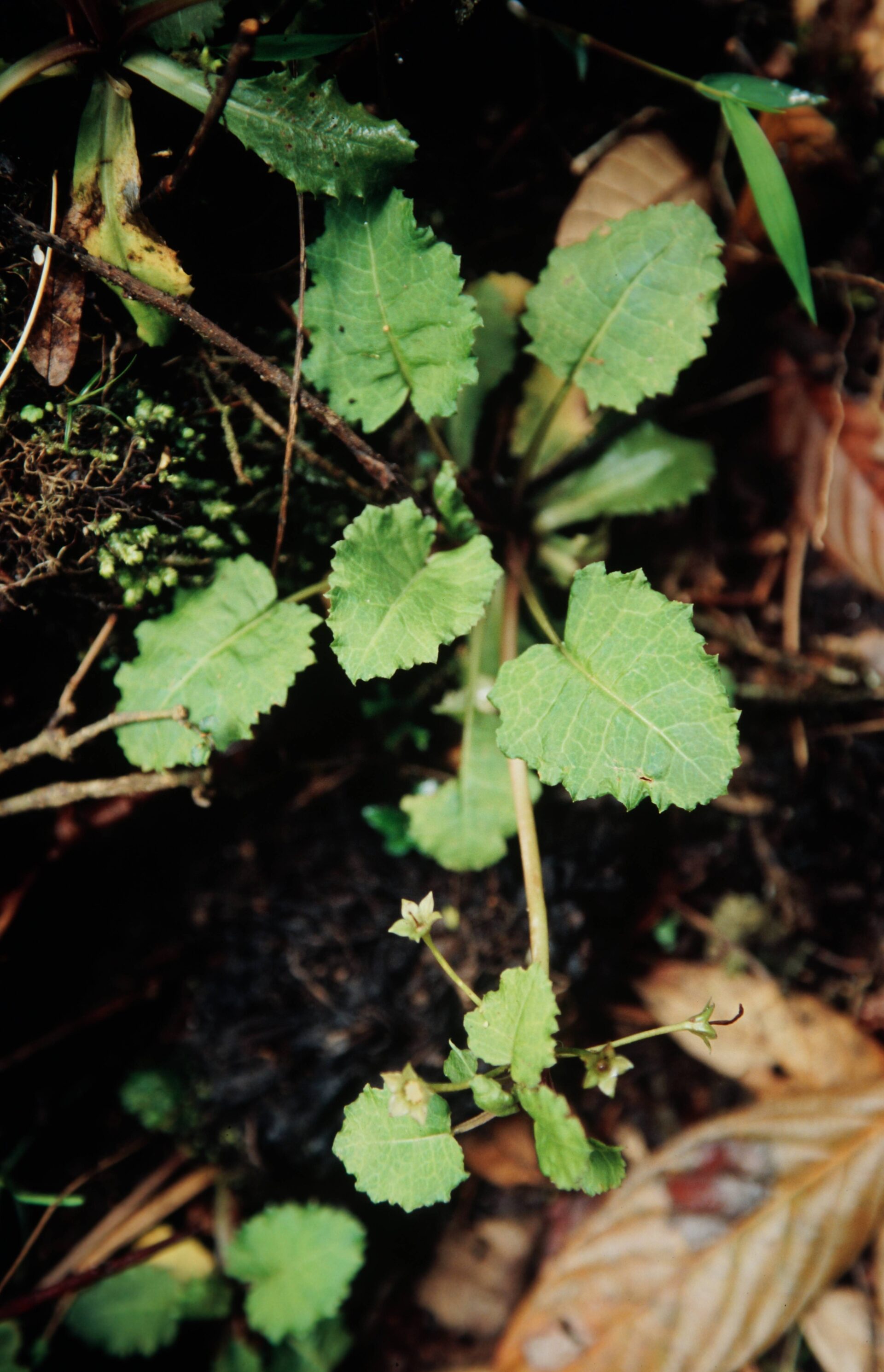 Primula bracteosa — Primulaceae