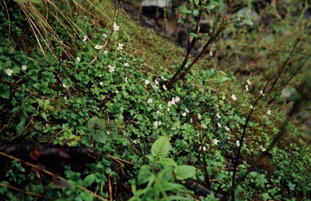 Sikkim 2006 351 ergebnis