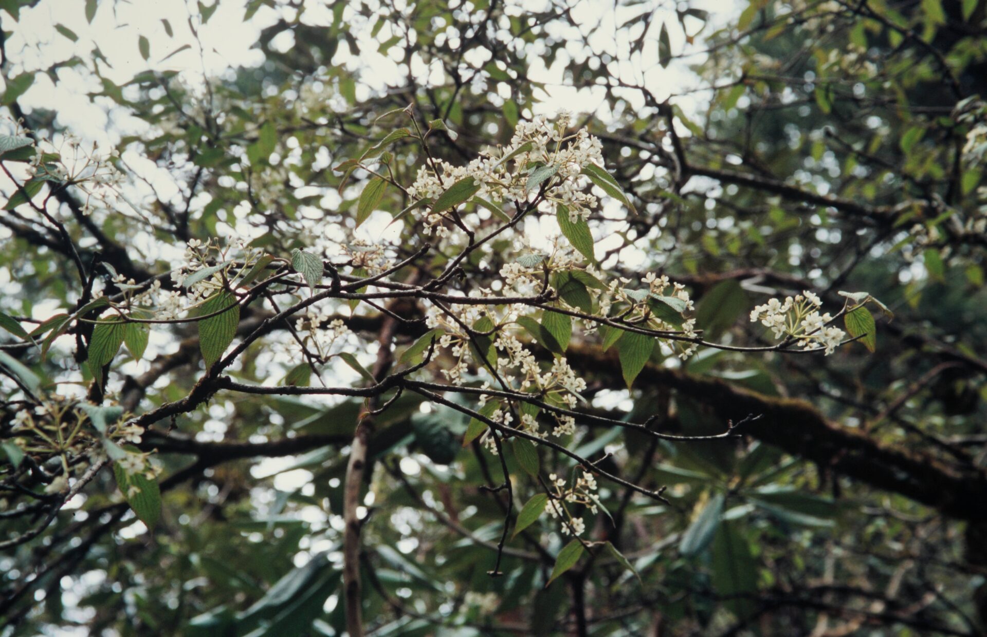 Viburnum nervosum — Viburnaceae
