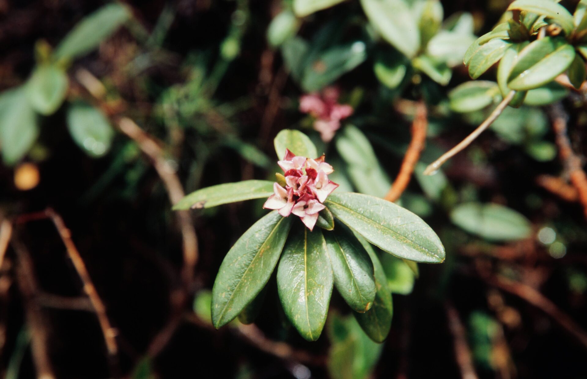 Daphne tangutica