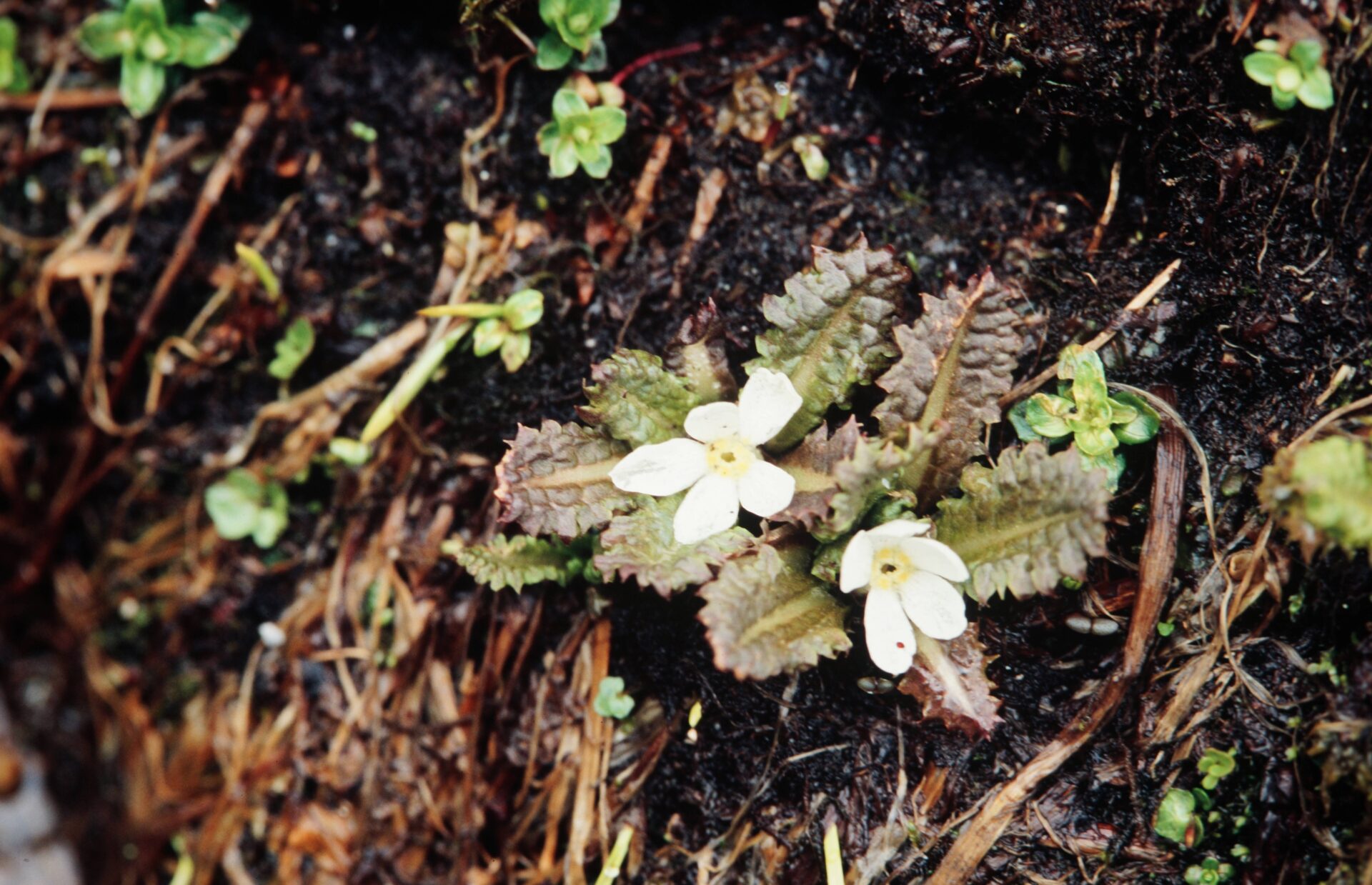Primula hookeri — Primulaceae