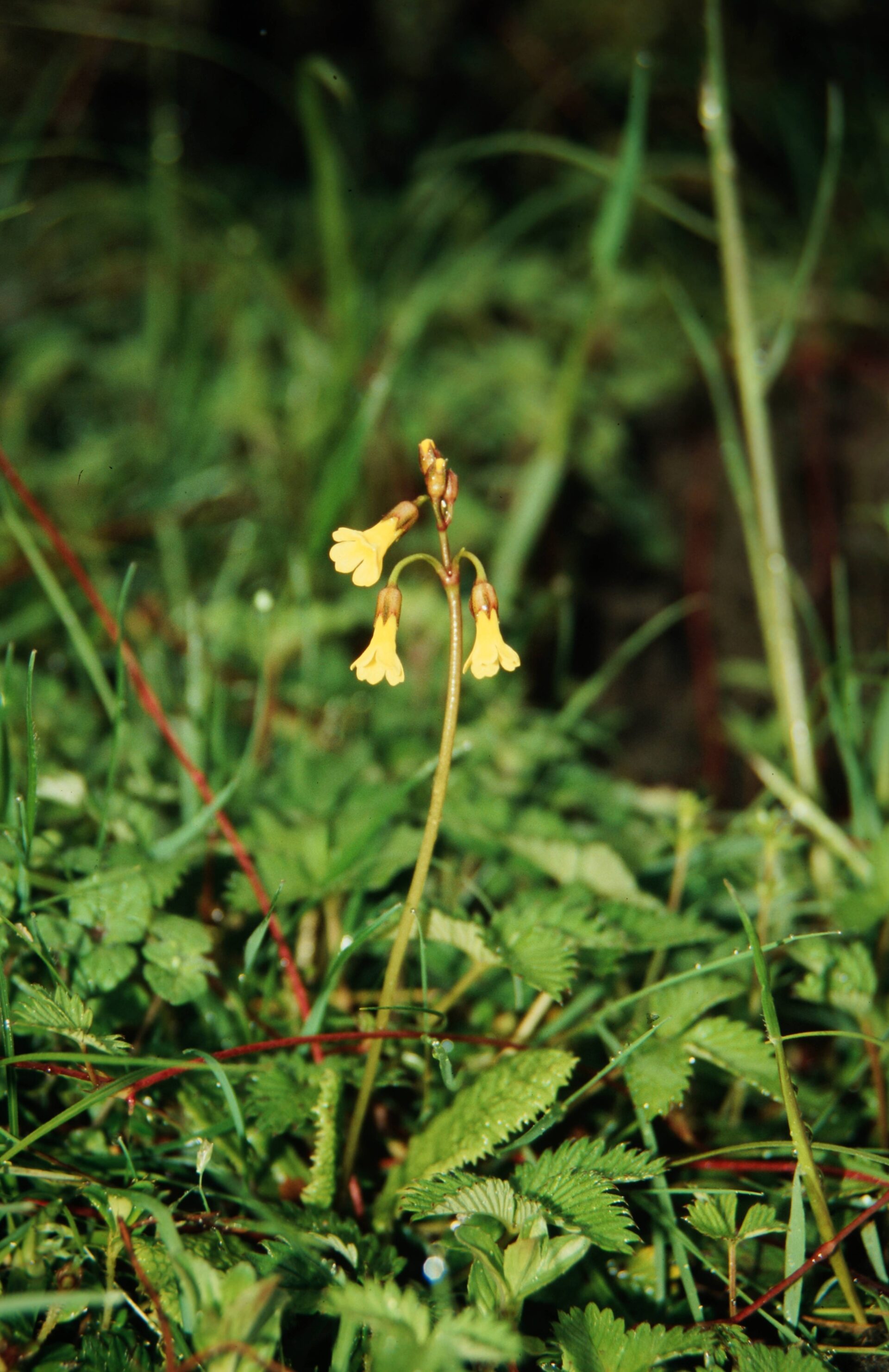 Primula prenantha — Primulaceae