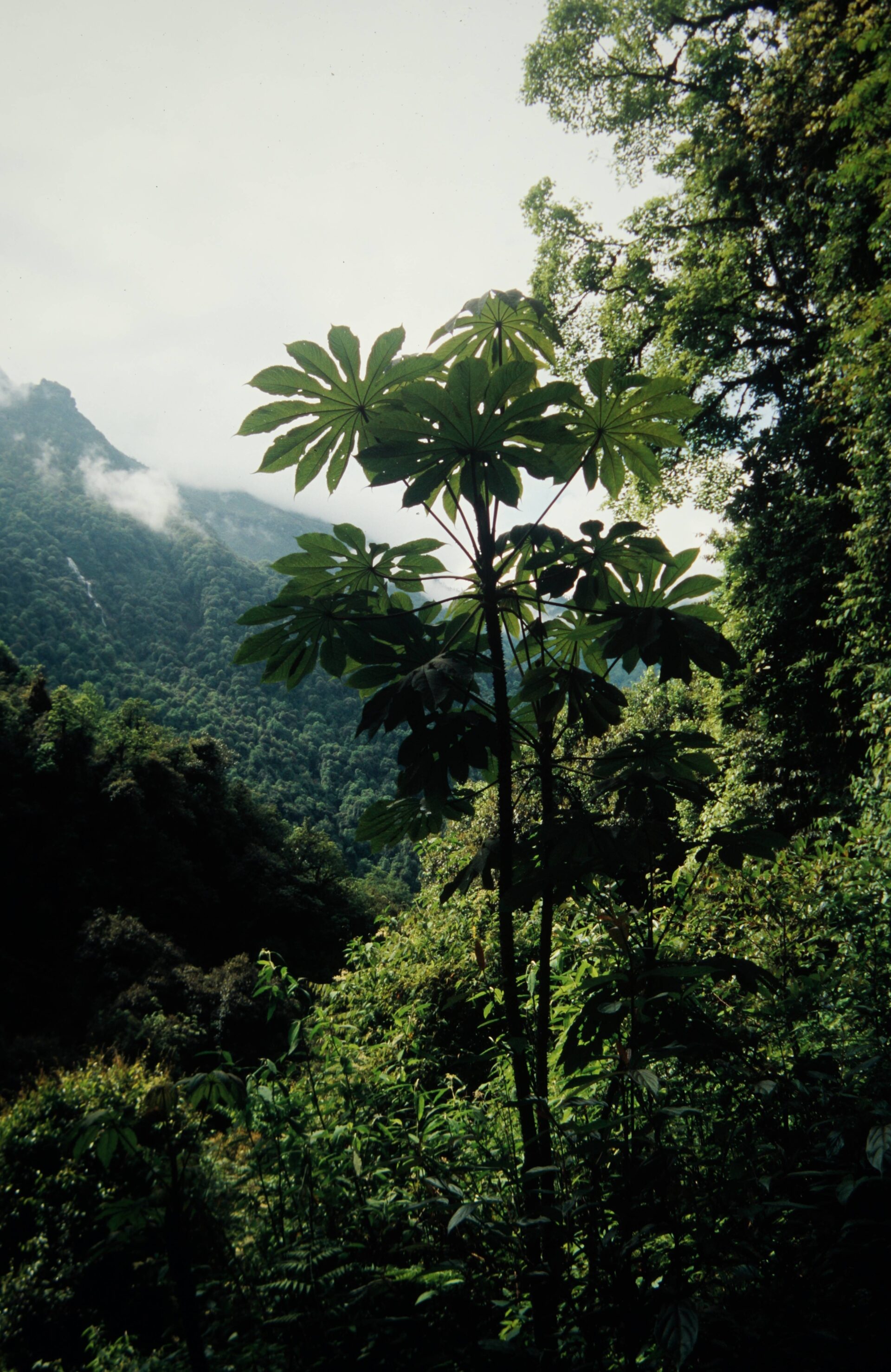 Smilax munita — Smilacaceae