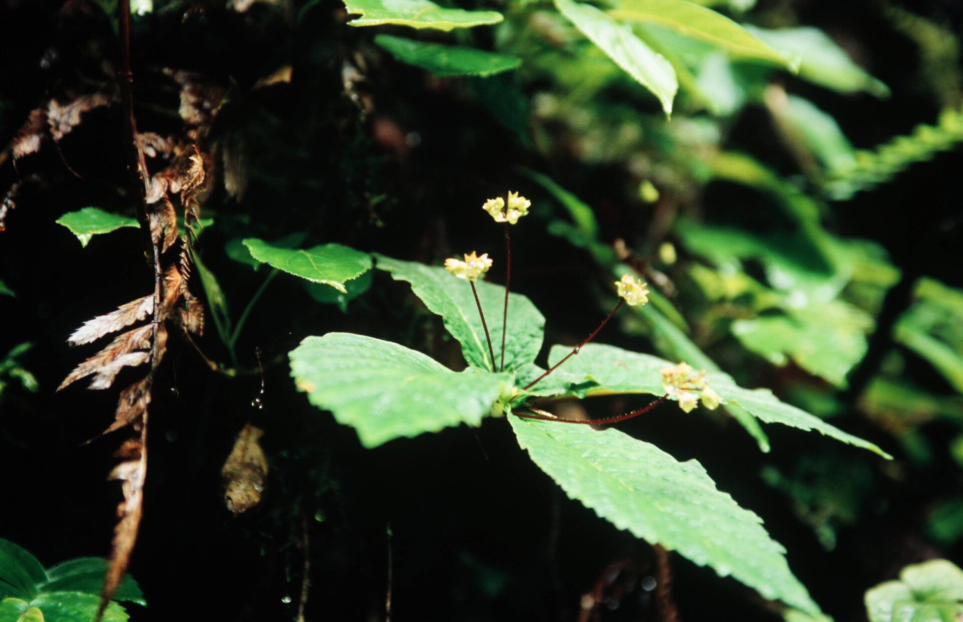 Didymocarpus oblongus — Didymocarpinae