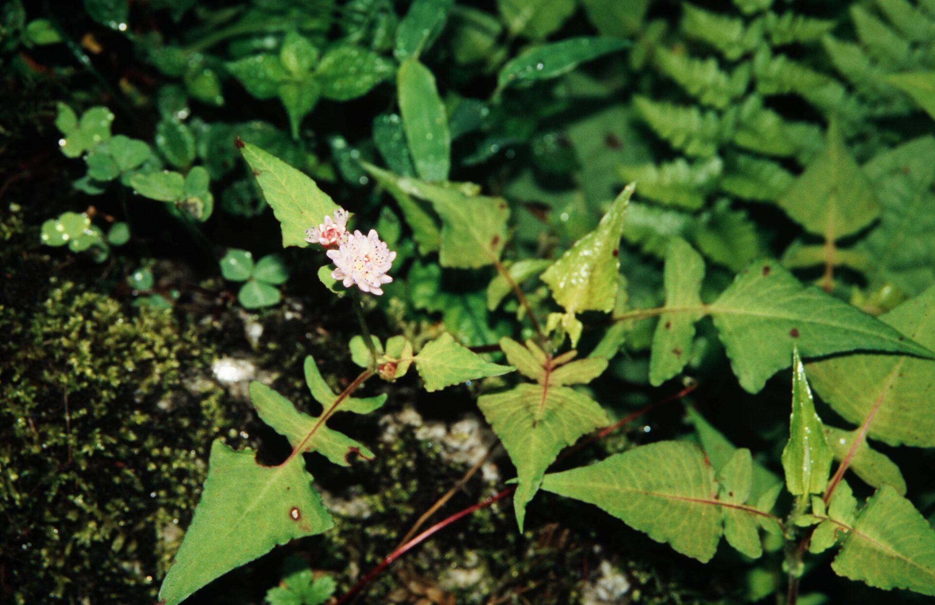 Polygonum runcinatum