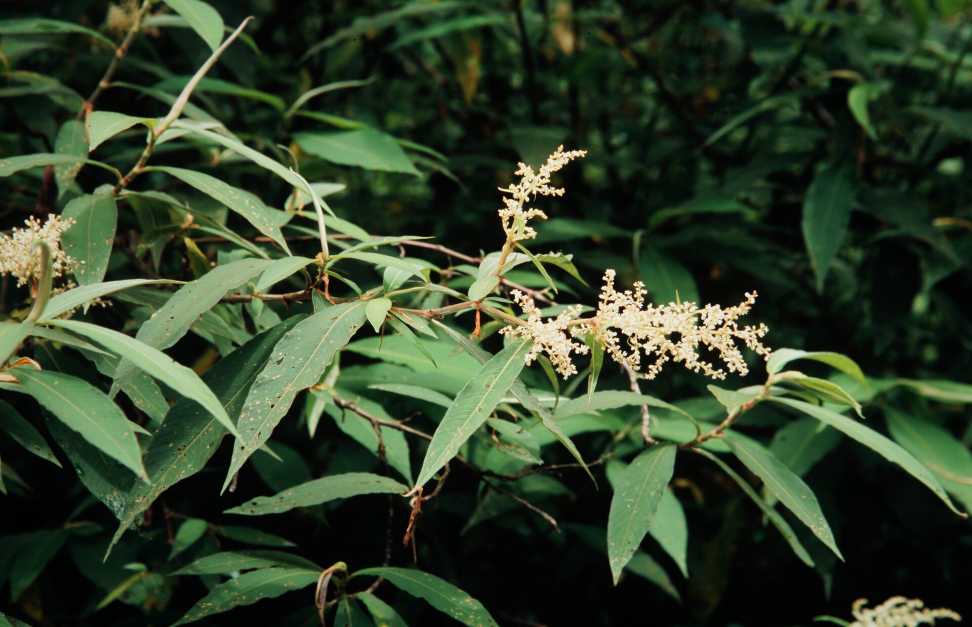 Polygonum molle — Polygonaceae