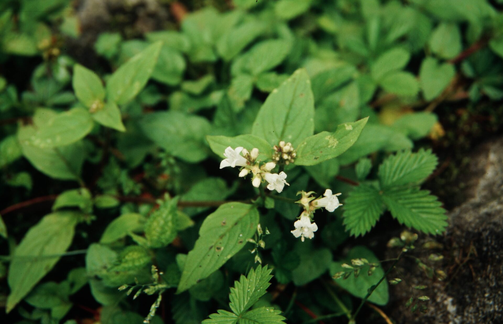 Neanotis hirsuta — Rubiaceae