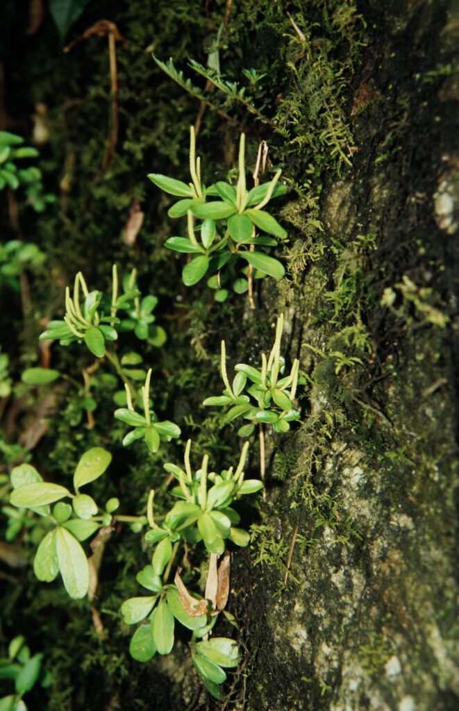 Sikkim 2006 472 ergebnis