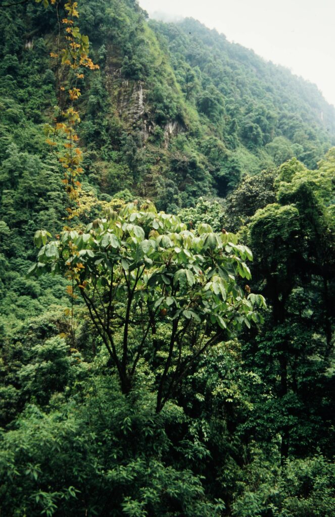 Sikkim 2006 481 ergebnis