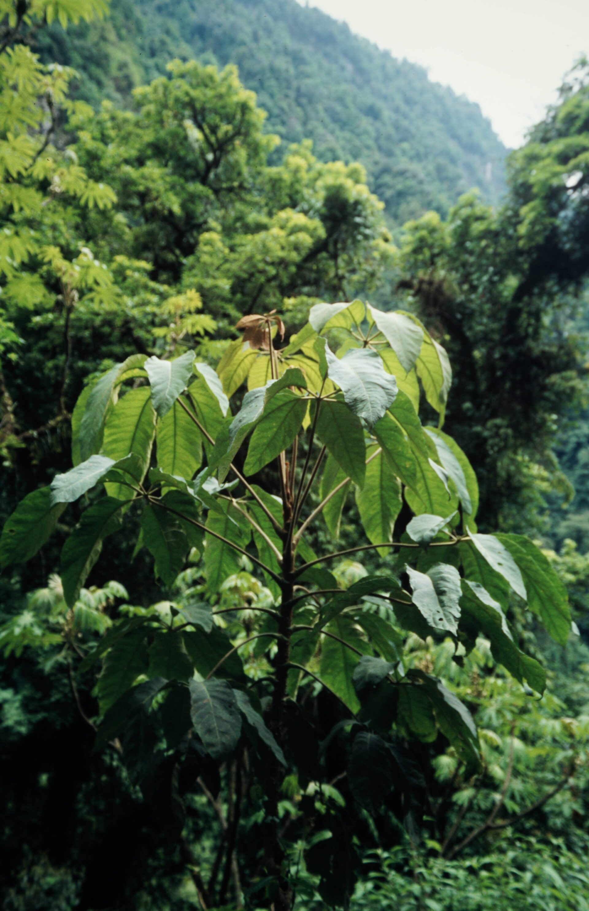 Heptapleurum griffithii — Araliaceae