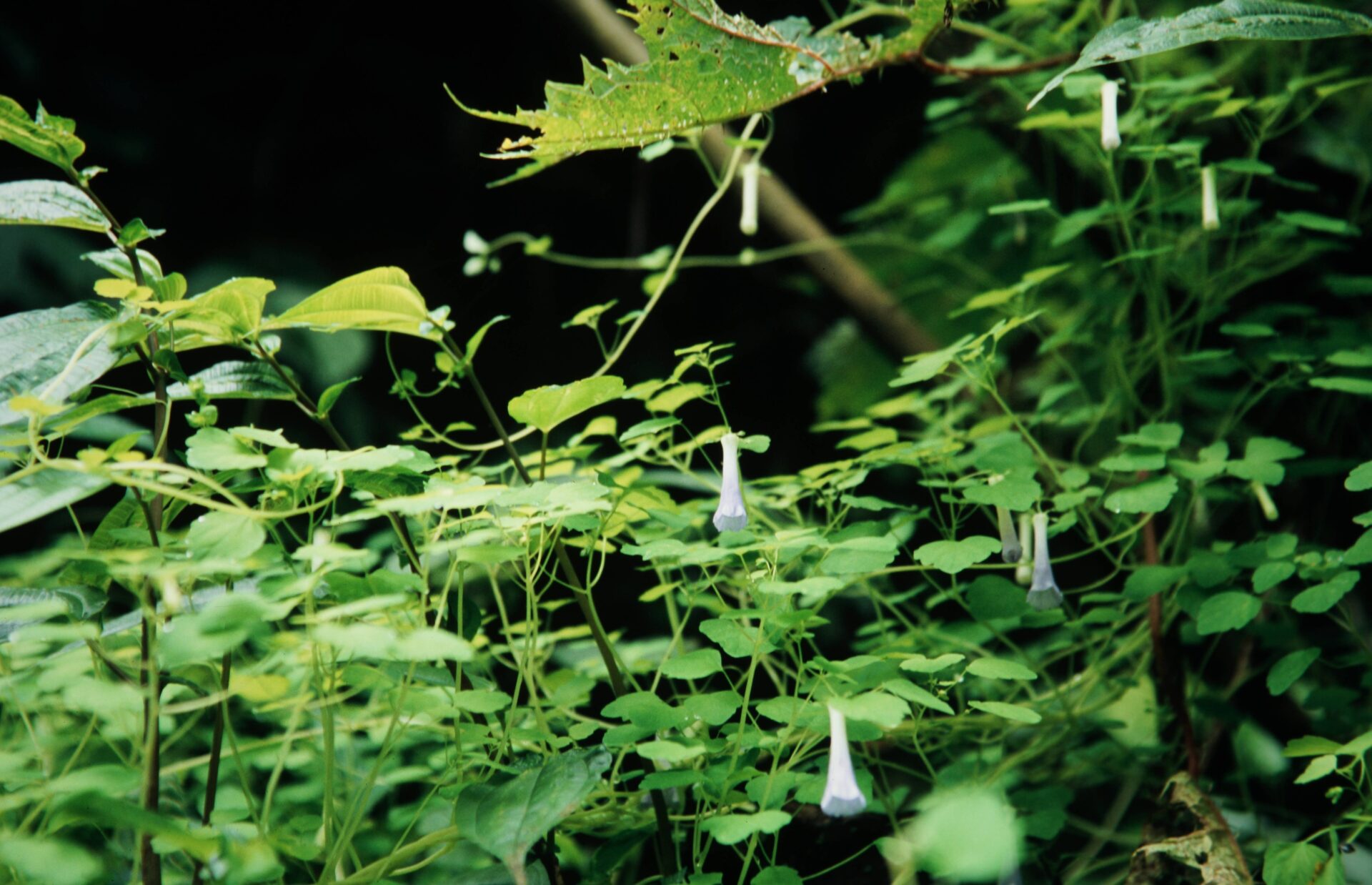 Codonopsis gracilis — Campanulaceae
