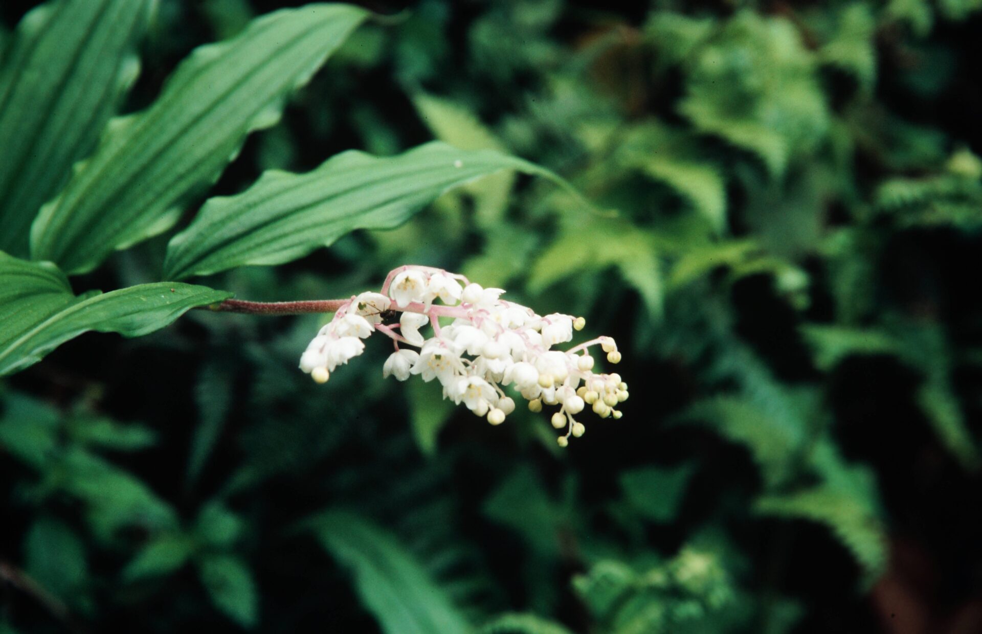 Maianthemum oleraceum — Asparagaceae