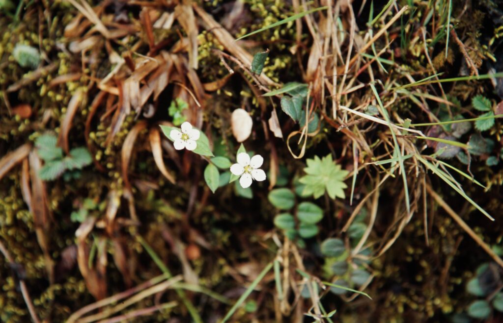 Sikkim 2006 79 ergebnis
