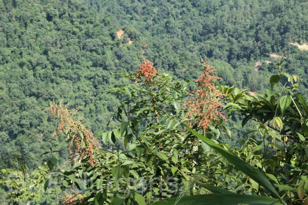 Bhutan2015 252
