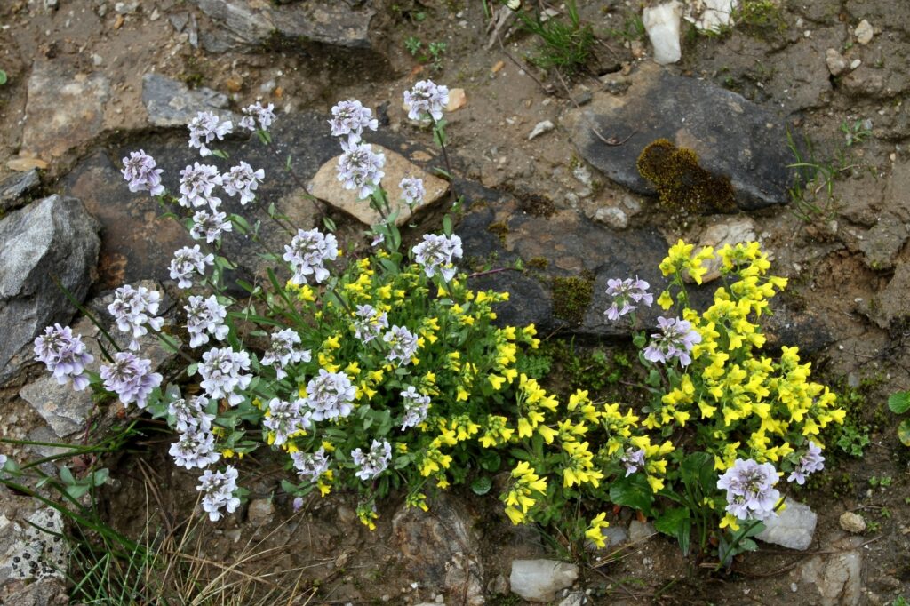 BhutanPG2011 638