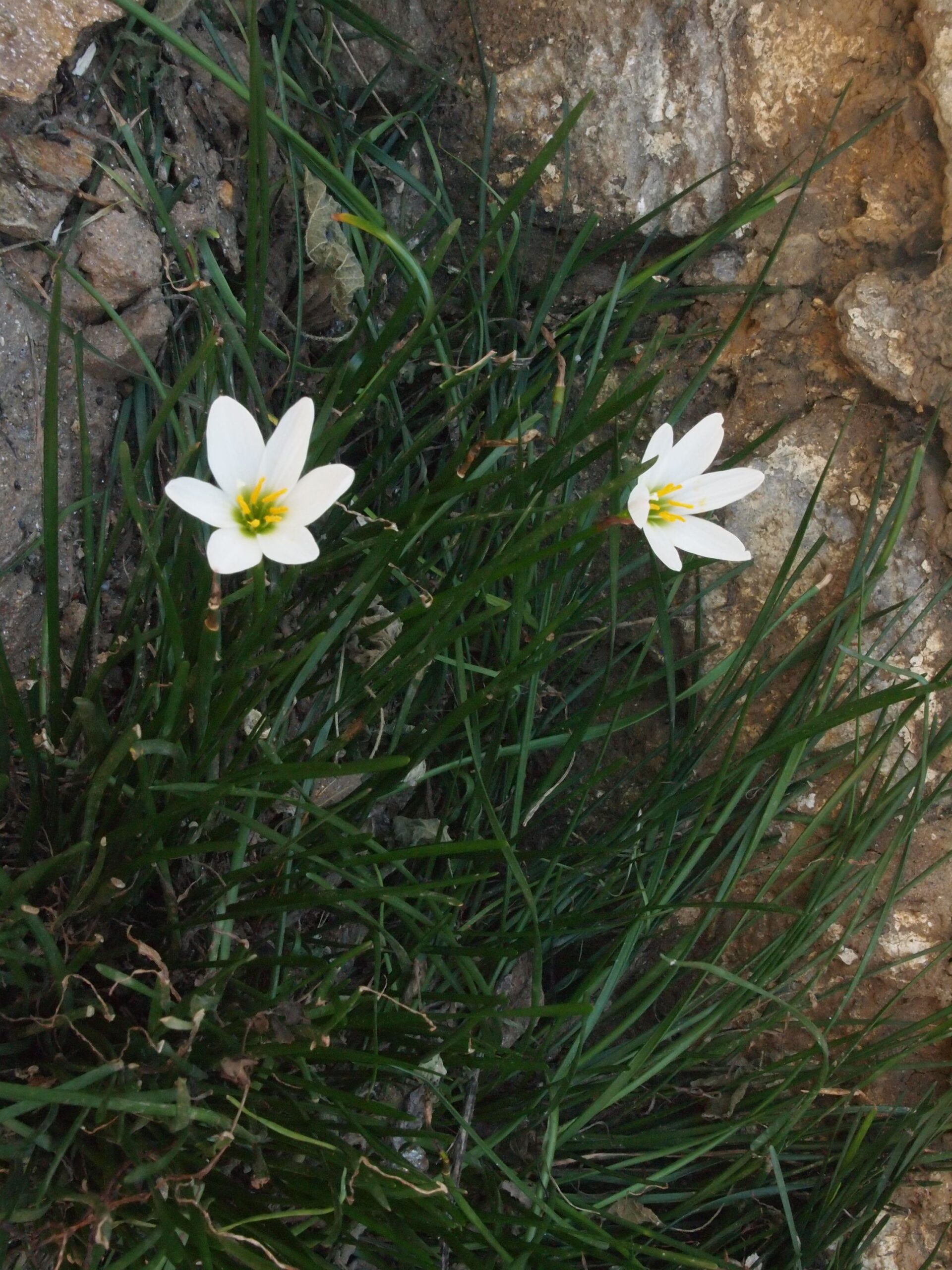 Zephyranthes candida — Amaryllidaceae