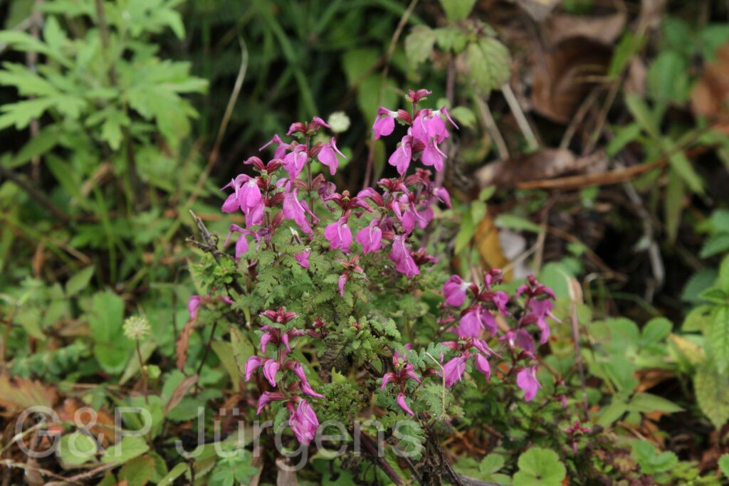 Bhutan2012 1298