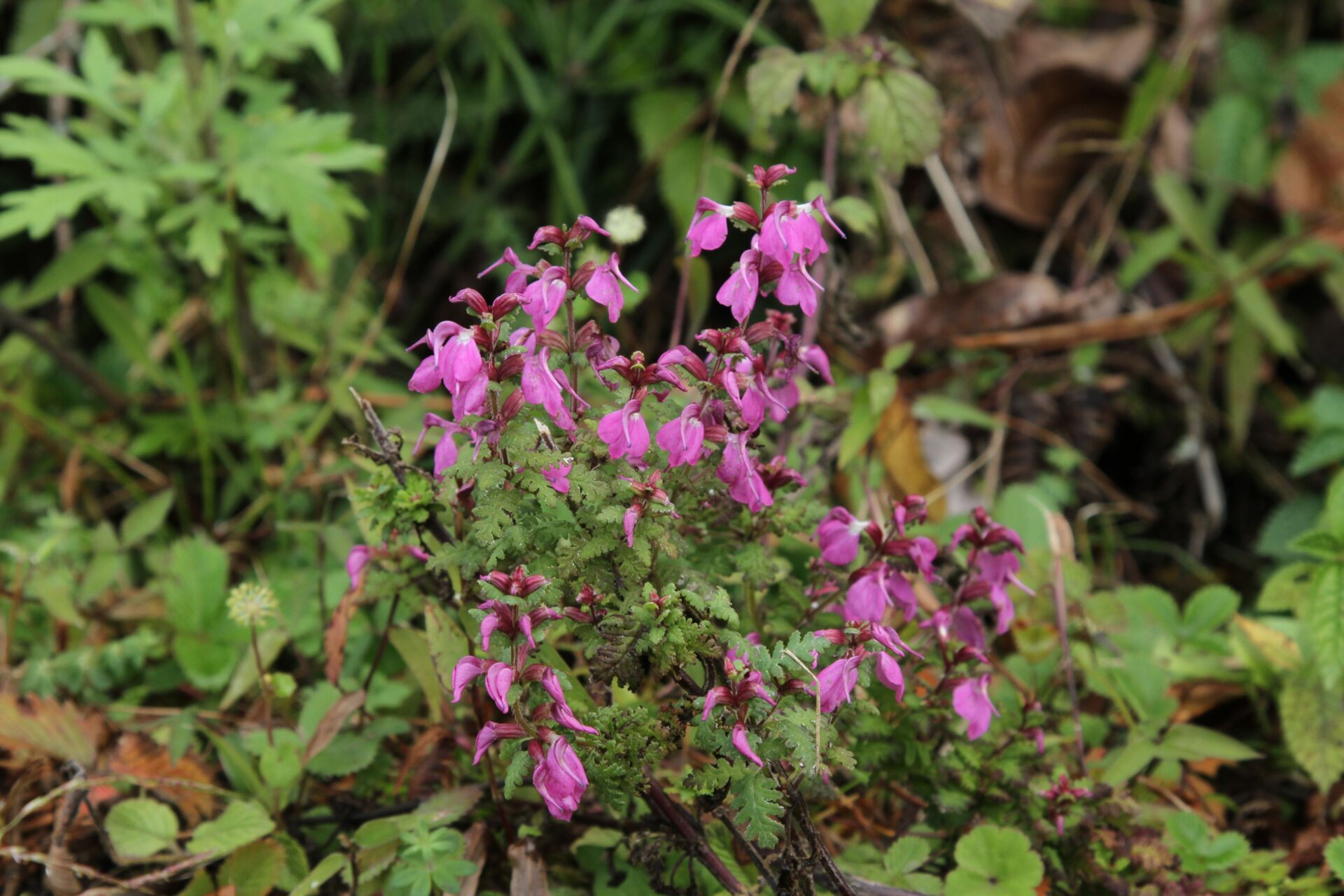 Pedicularis gracilis subsp. macrocarpa — Orobanchaceae