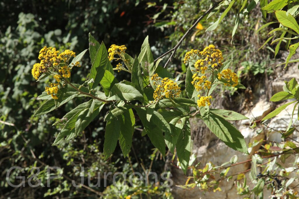 Bhutan2012 1356