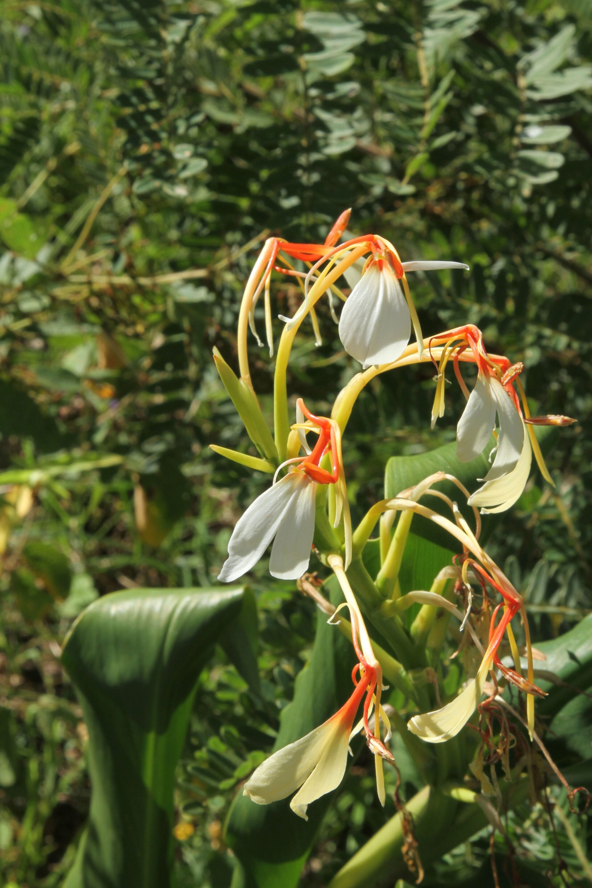 Hedychium ellipticum — Zingiberacaea