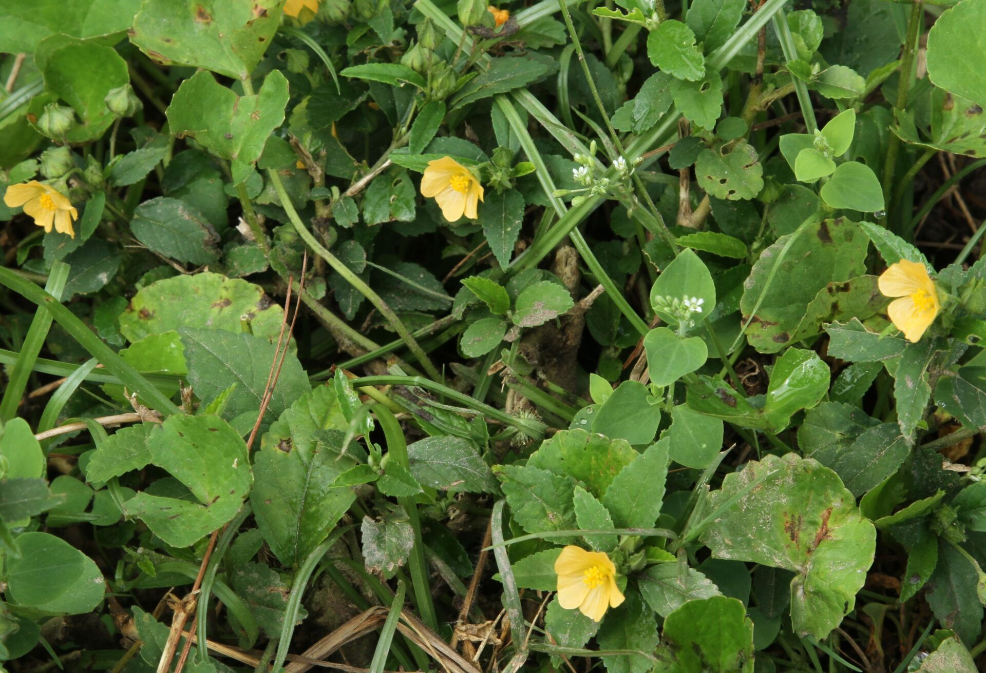 Sida rhombifolia — Malvaceae