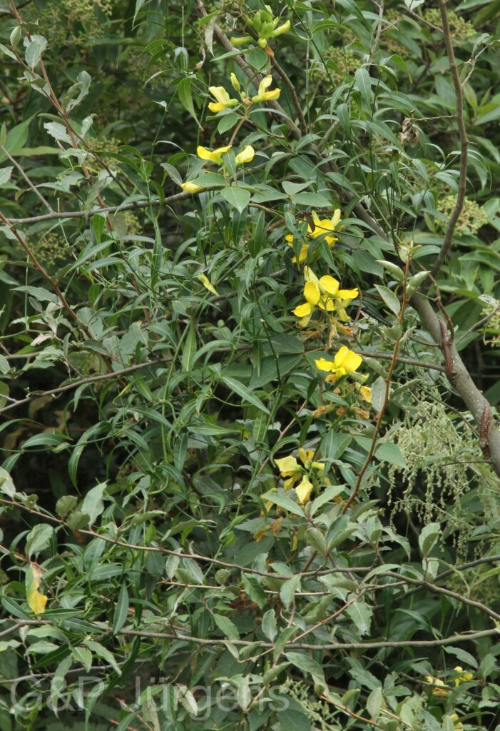 Bhutan2012 821