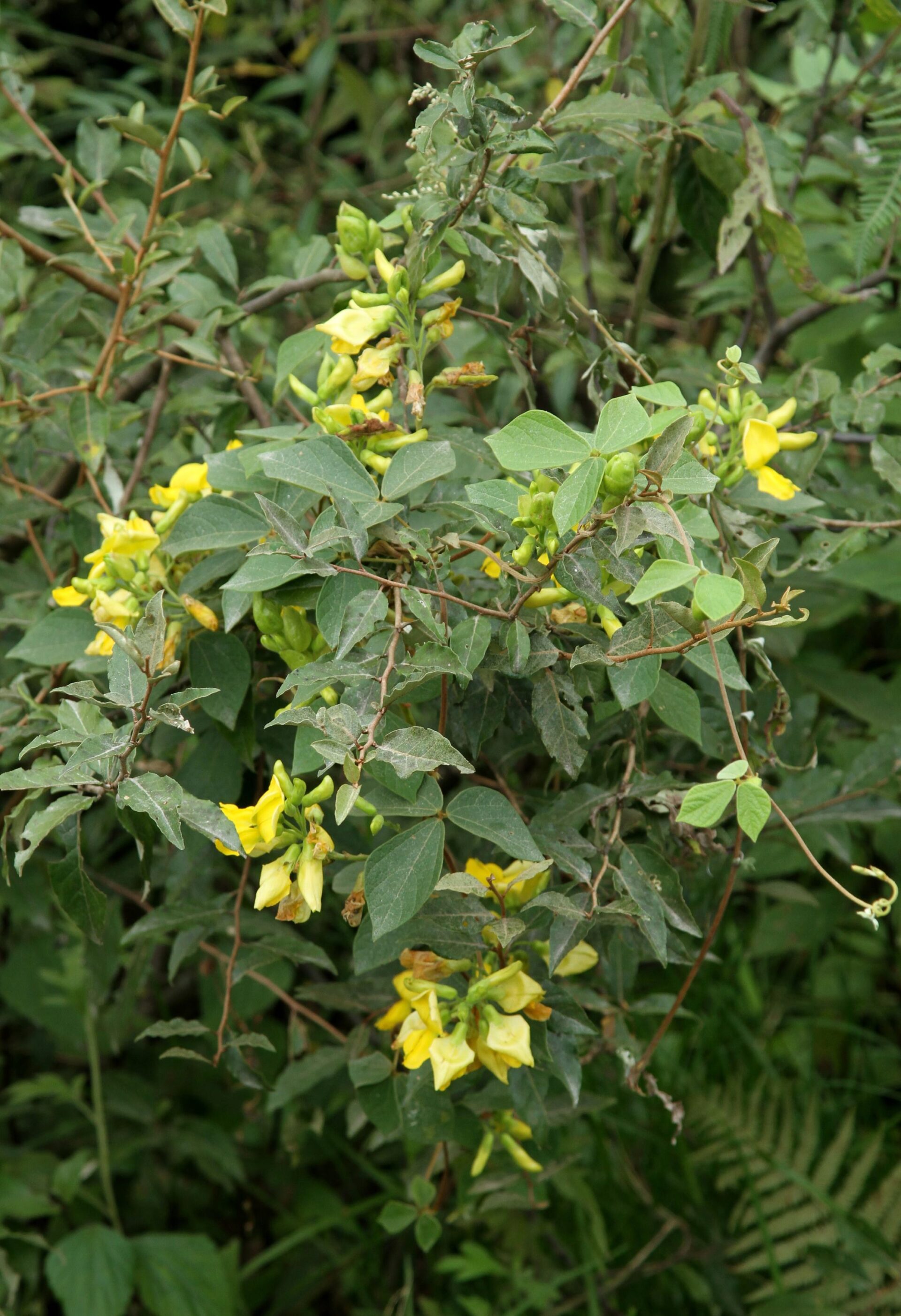 Cajanus scarabaeoides — Fabaceae
