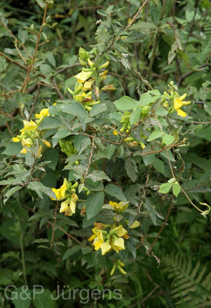 Bhutan2012 822