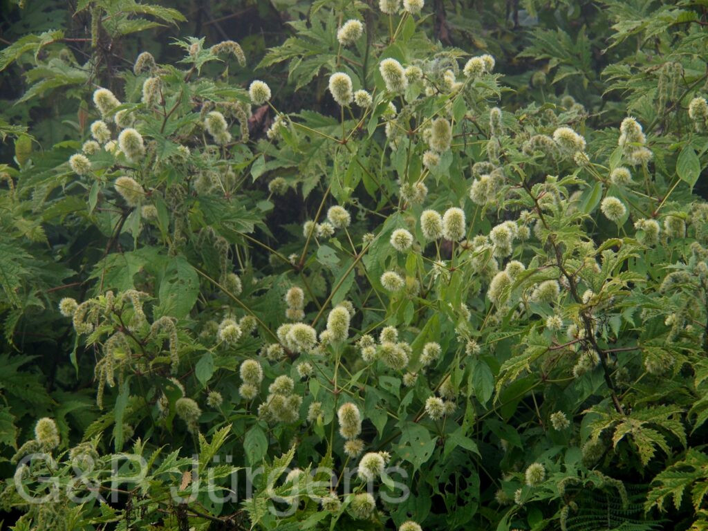 Bhutan2012 836