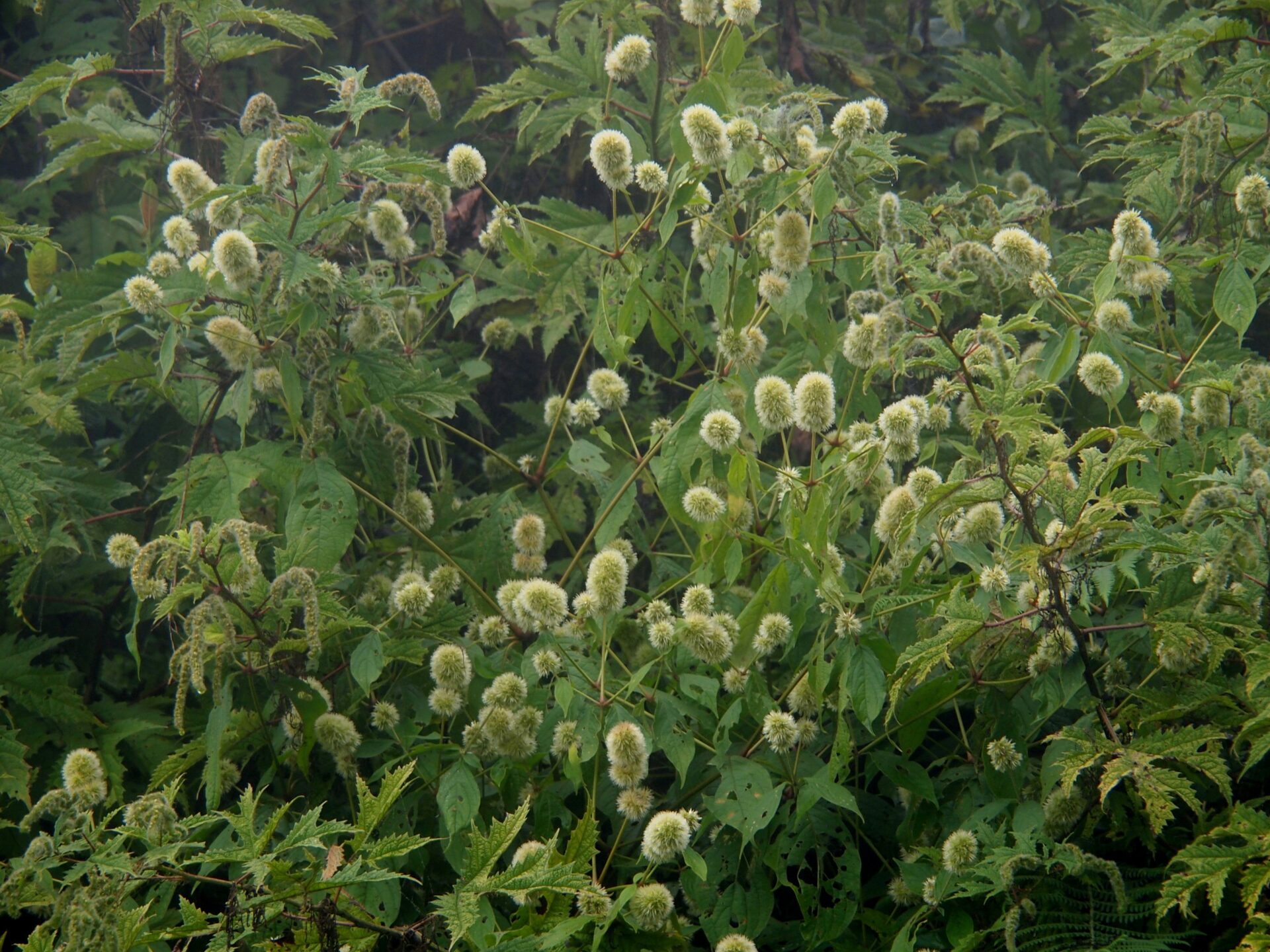 Cyathula capitata — Amaranthaceae