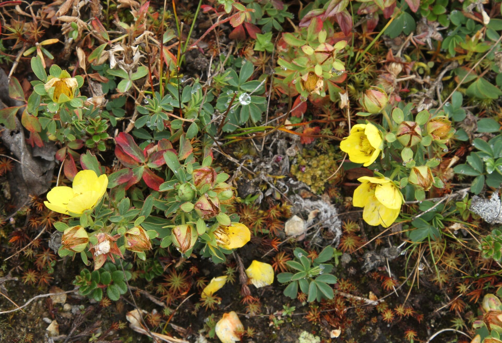 Sibbaldia cuneifolia — Rosaceae