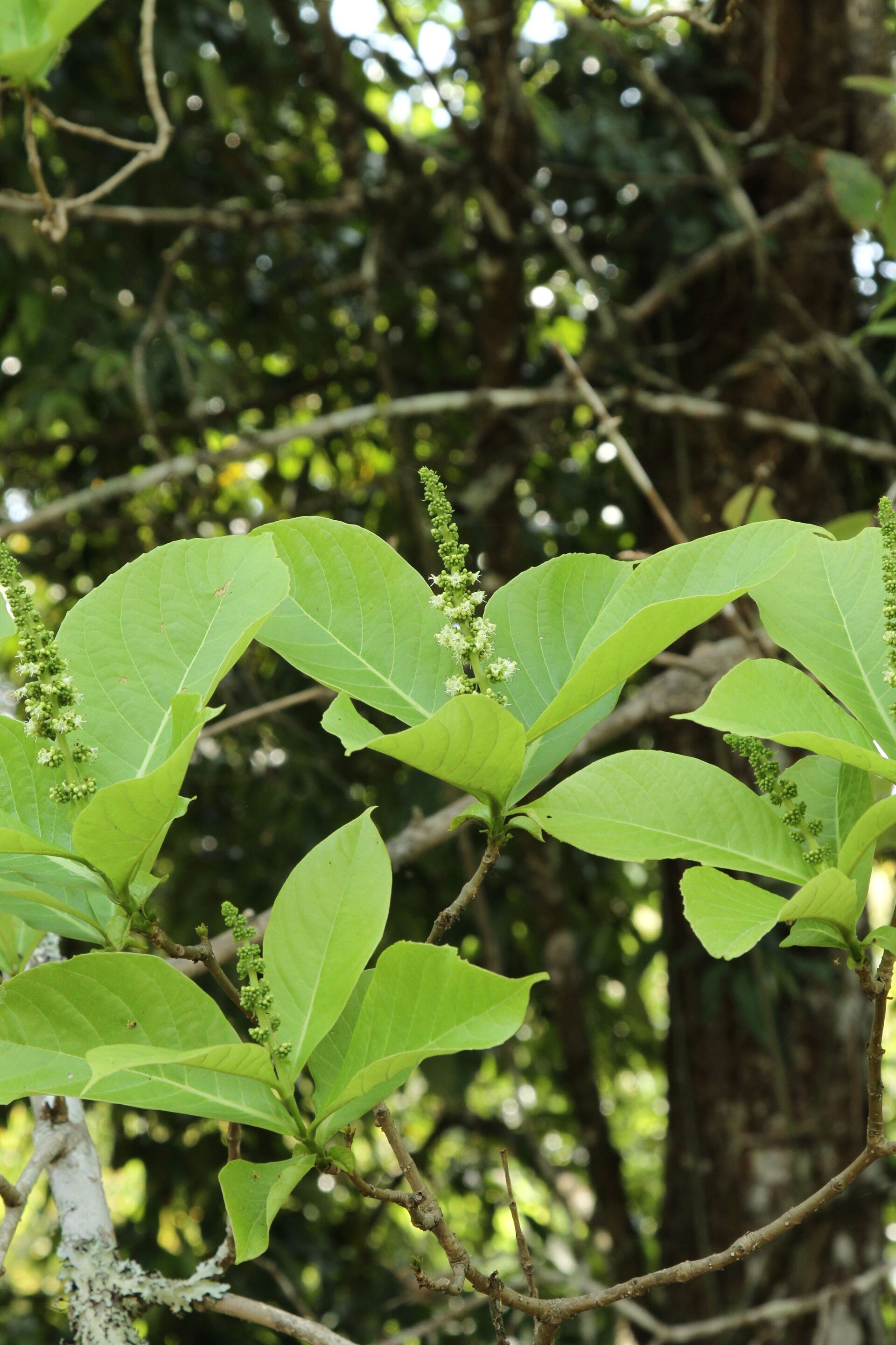 Semecarpus anacardium — Anacardiaceae